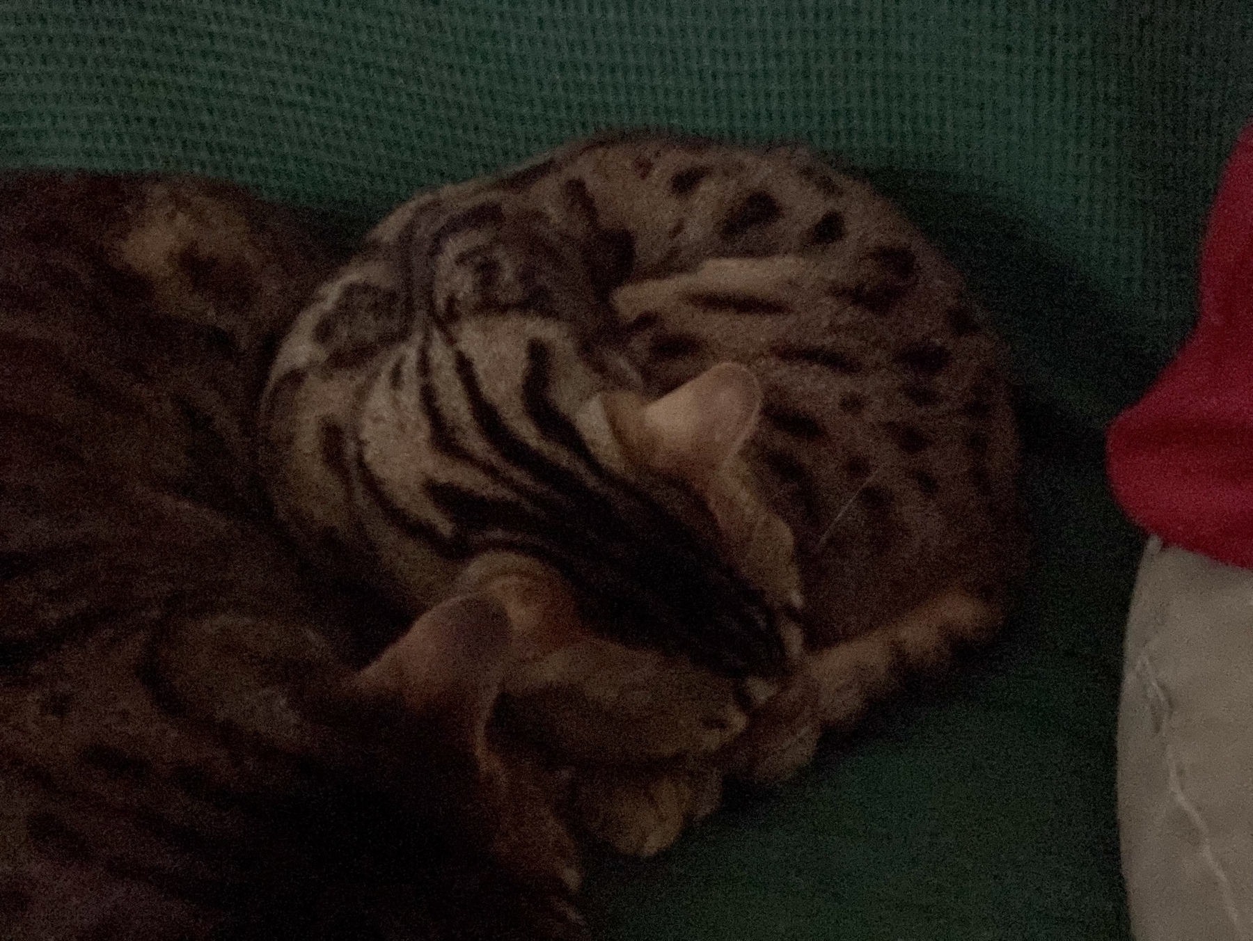 Cosy sleeping cats next to me on a couch 