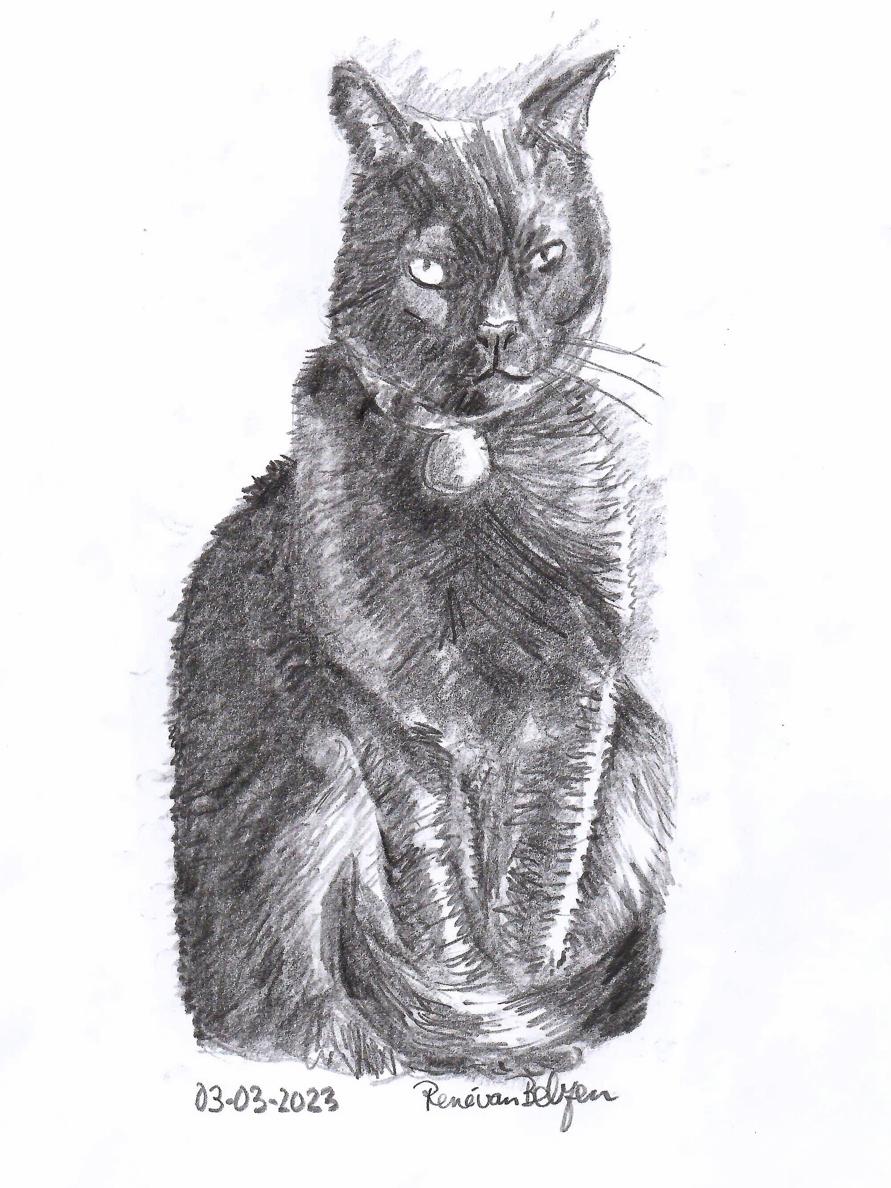 pencil drawing of a black cat