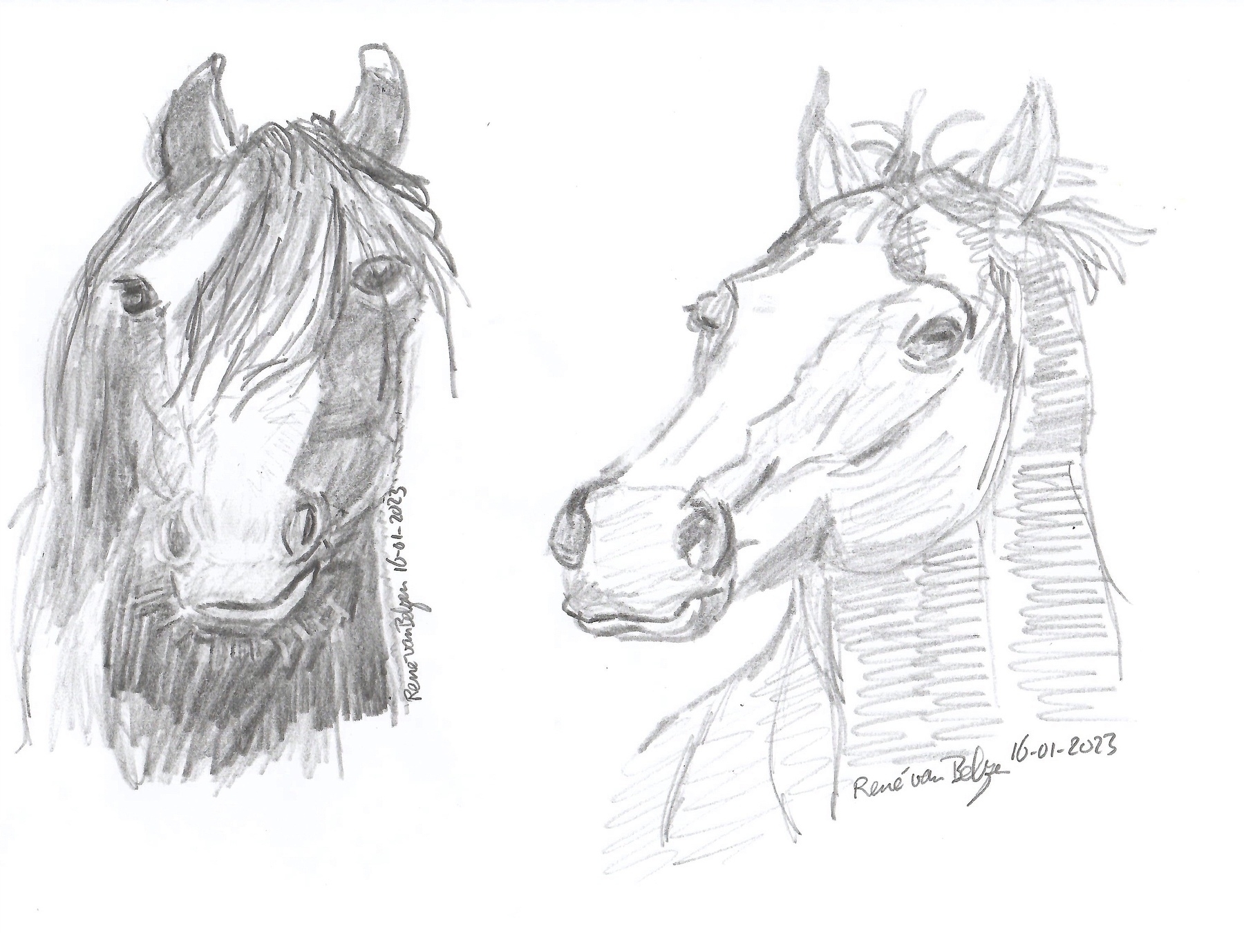 pencil sketches of horses' heads