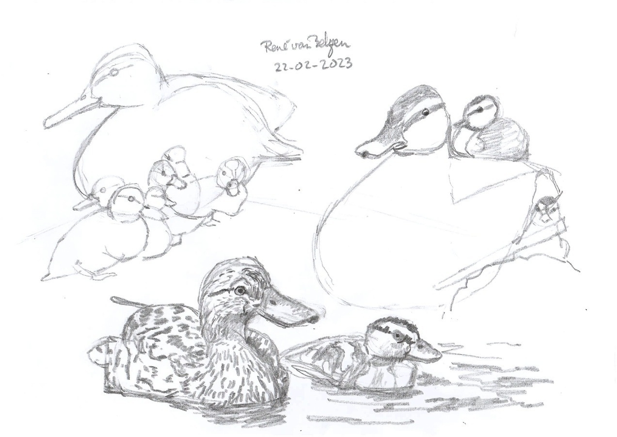 pencil sketch of mother ducks and ducklings