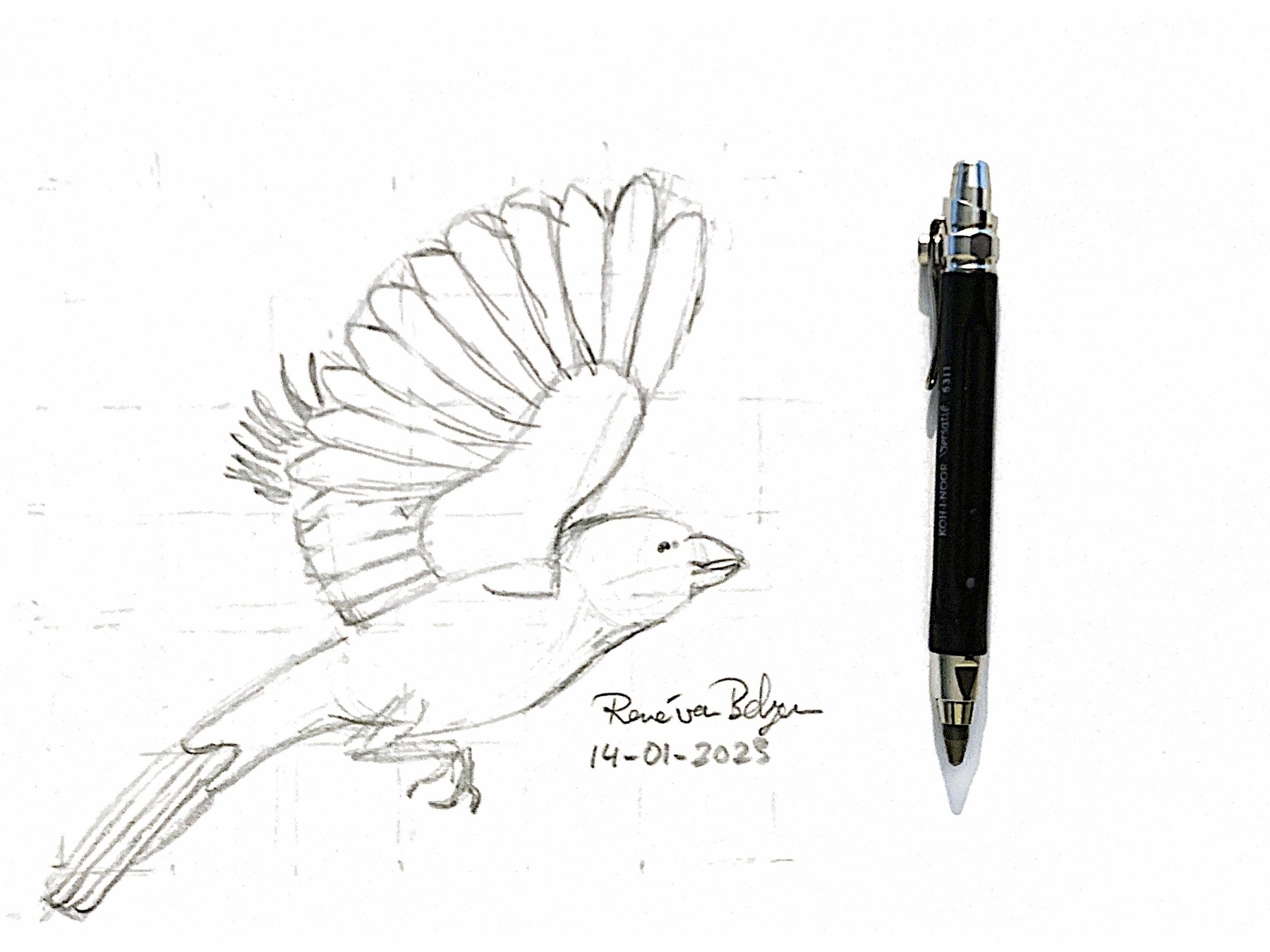 pencil sketch of flying bird