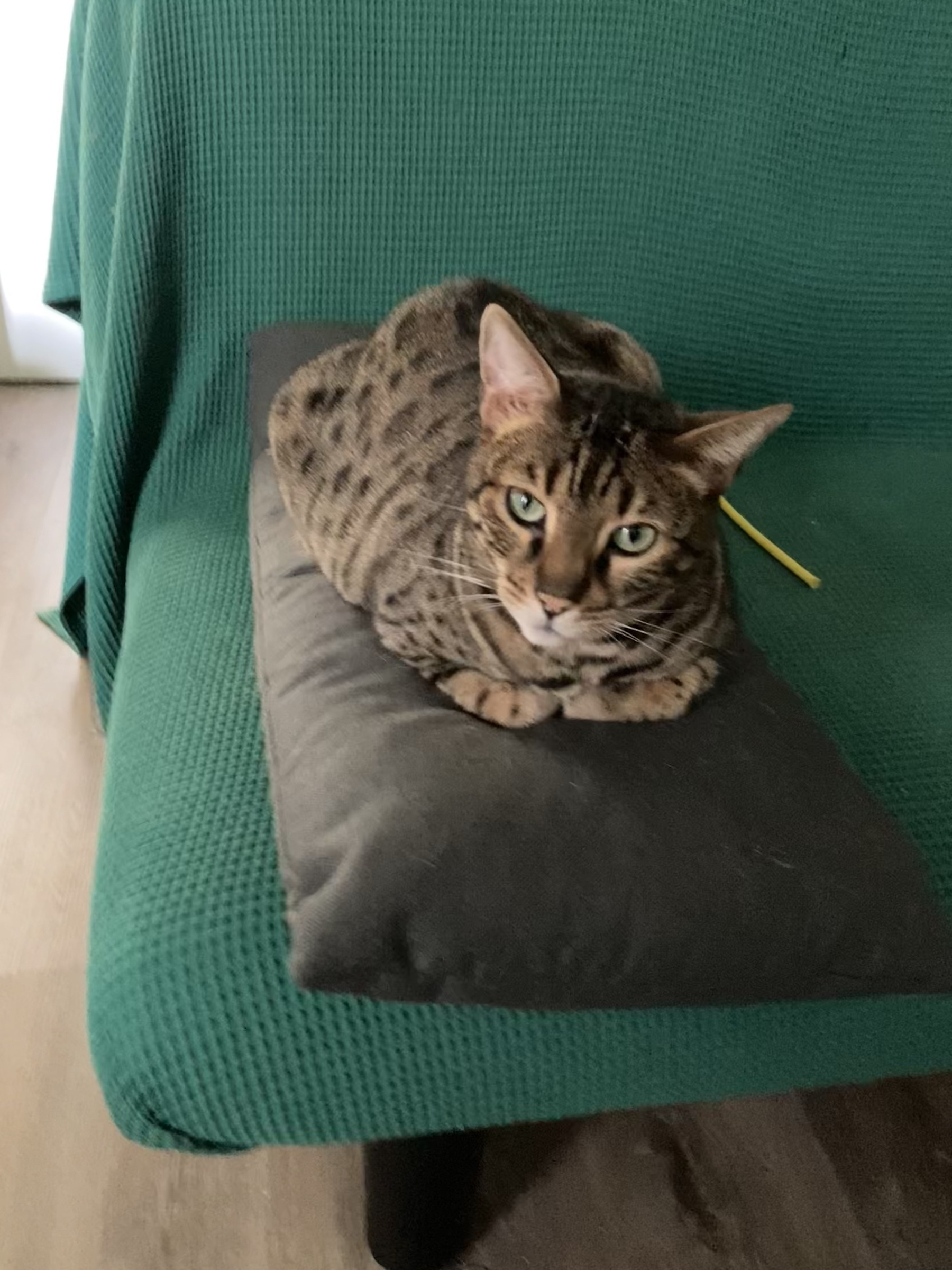 doublely cushioned cat