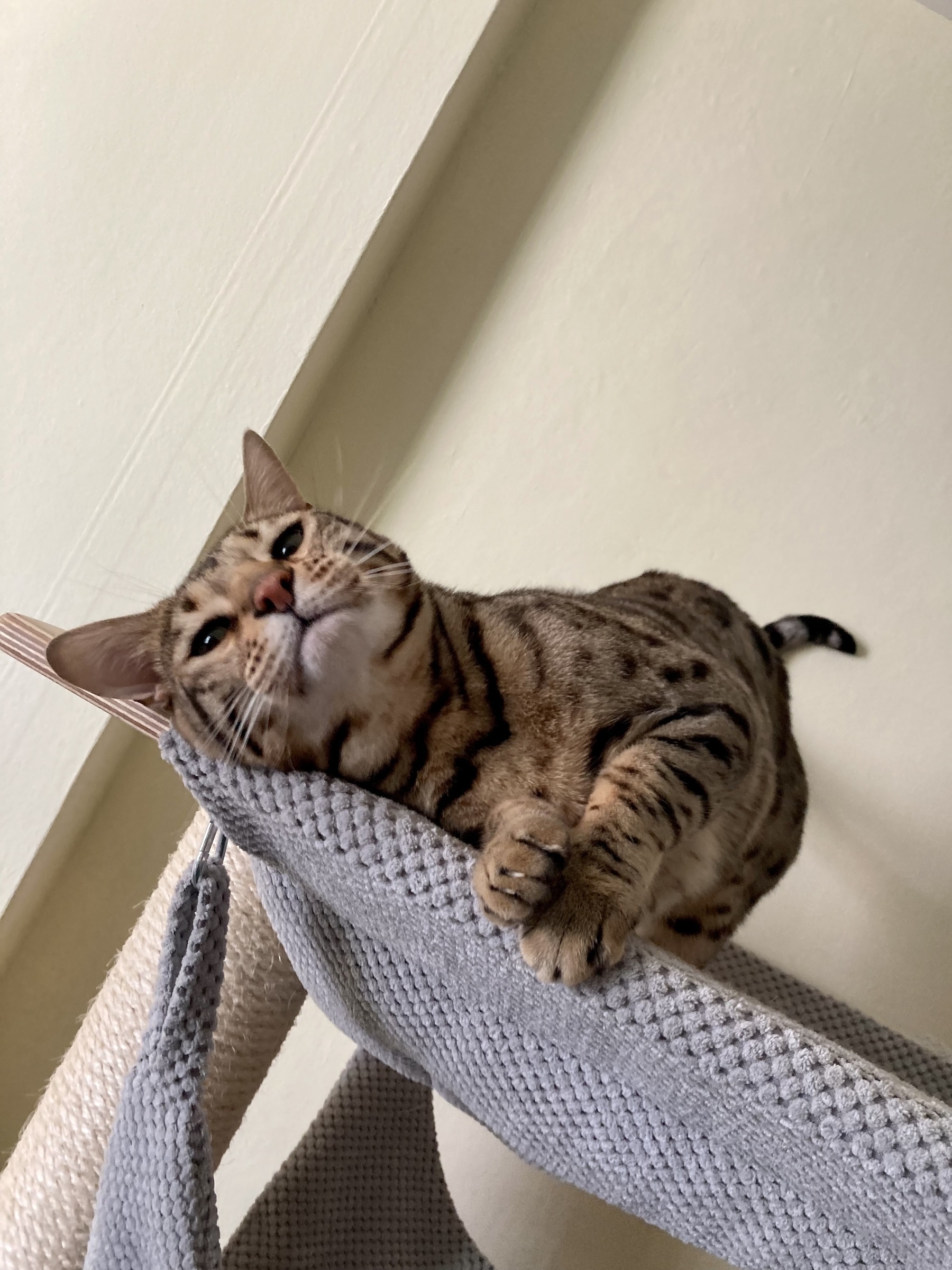 bengal cat being cute and all