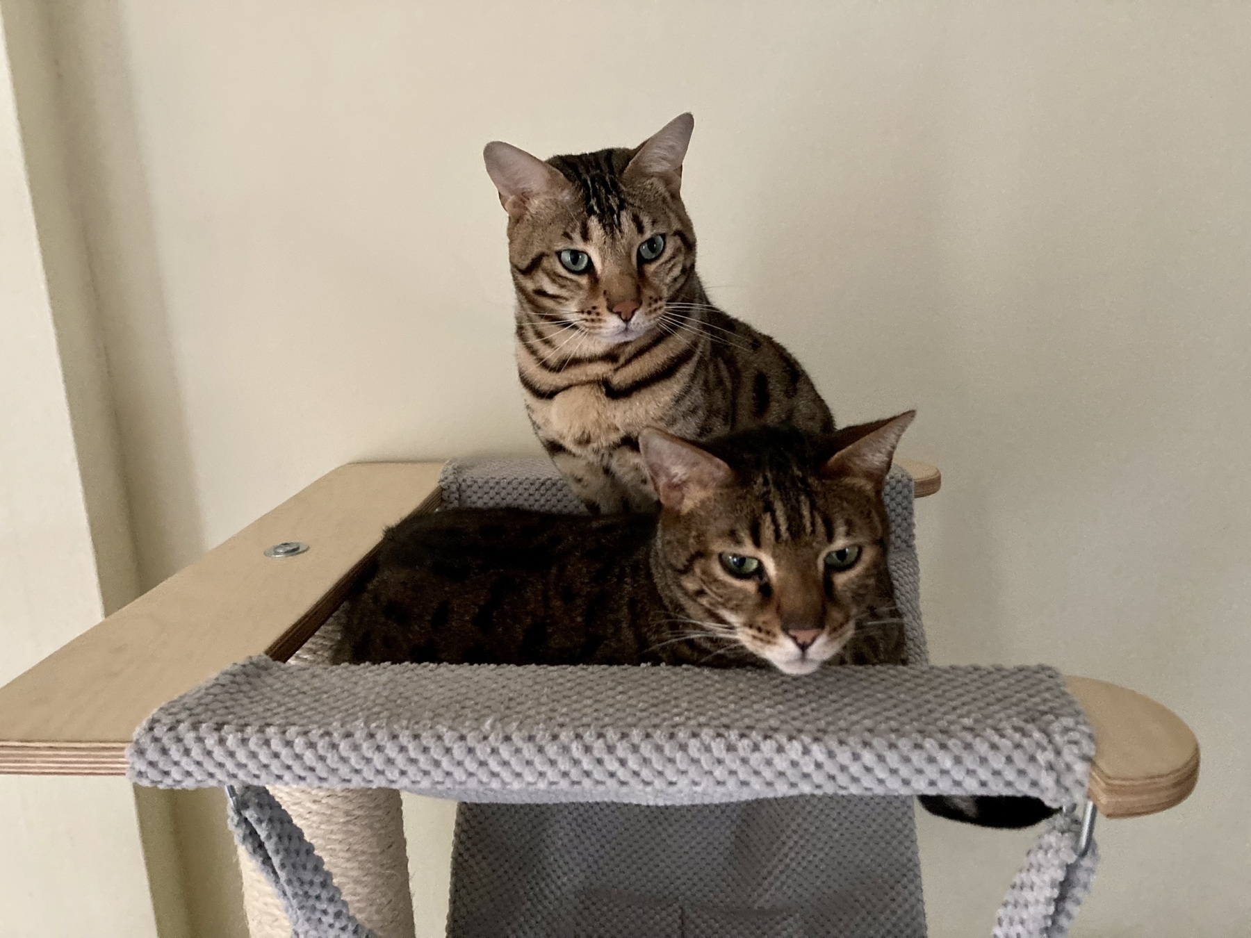 Two bengal cats sharing a cat hammock 