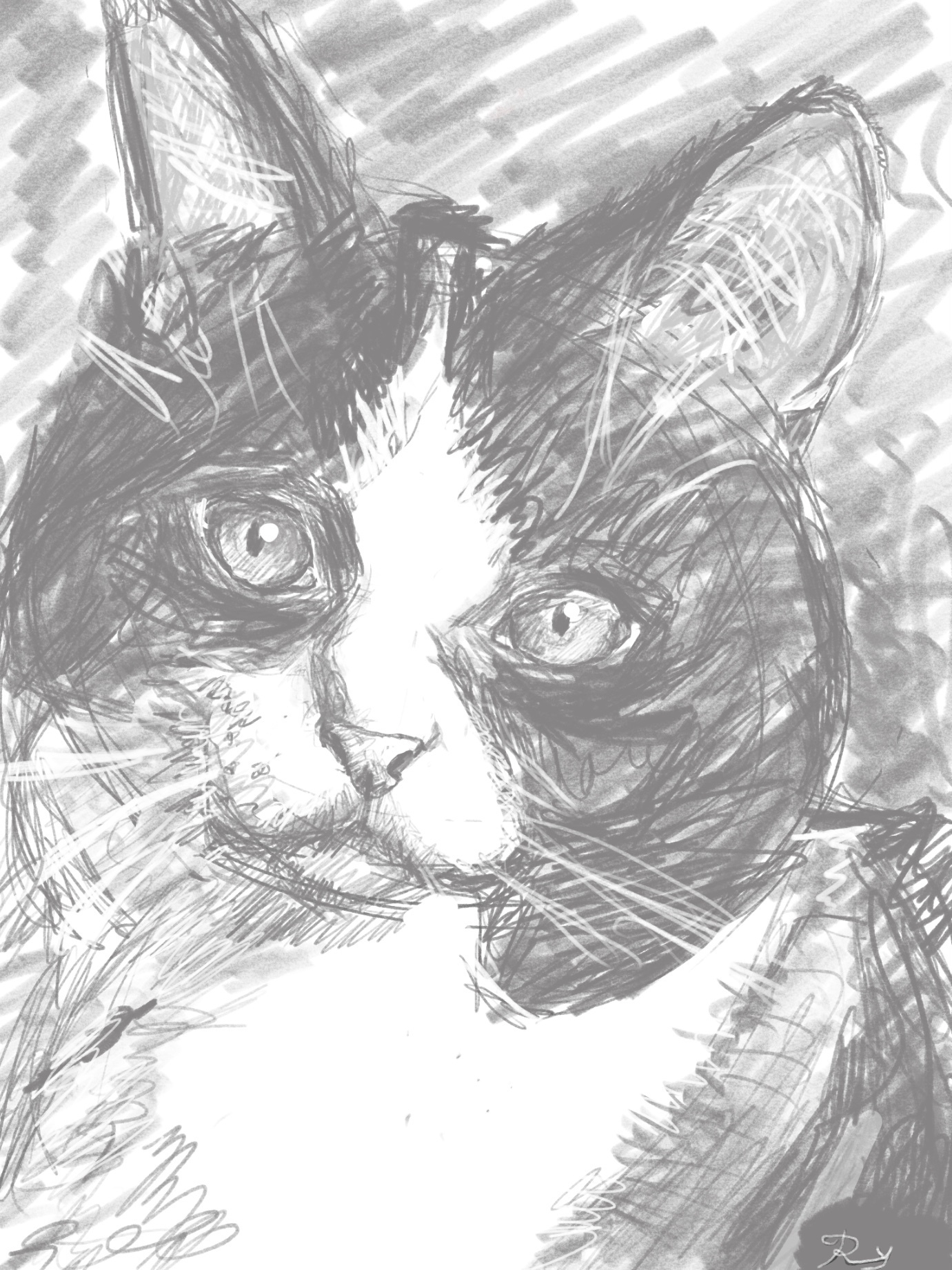 black and white digital drawing of a black and white cat