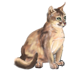 drawing of sitting abyssinian cat