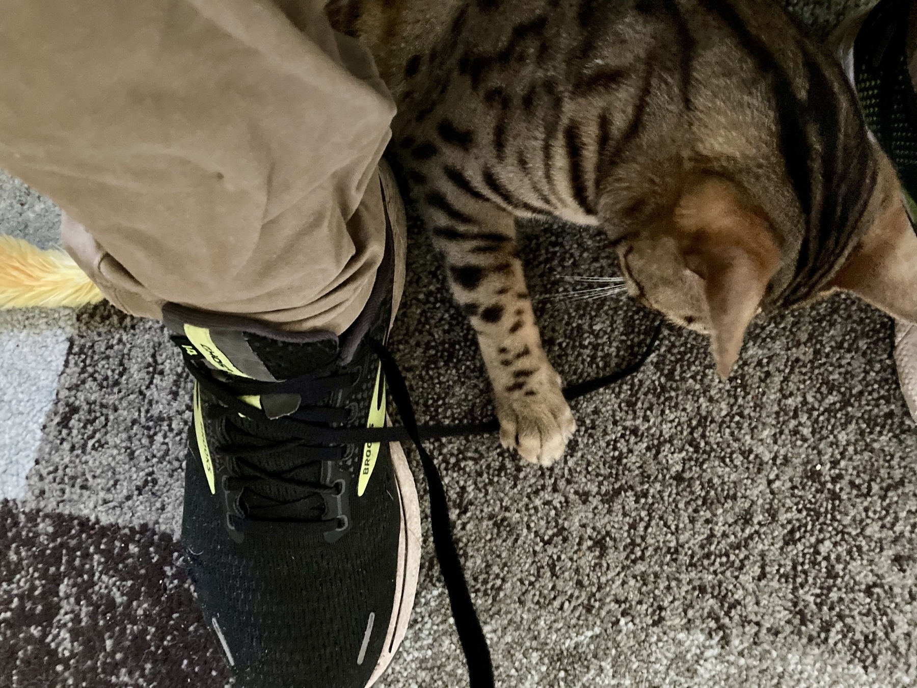 Cat plays with laces of untied running shoe 