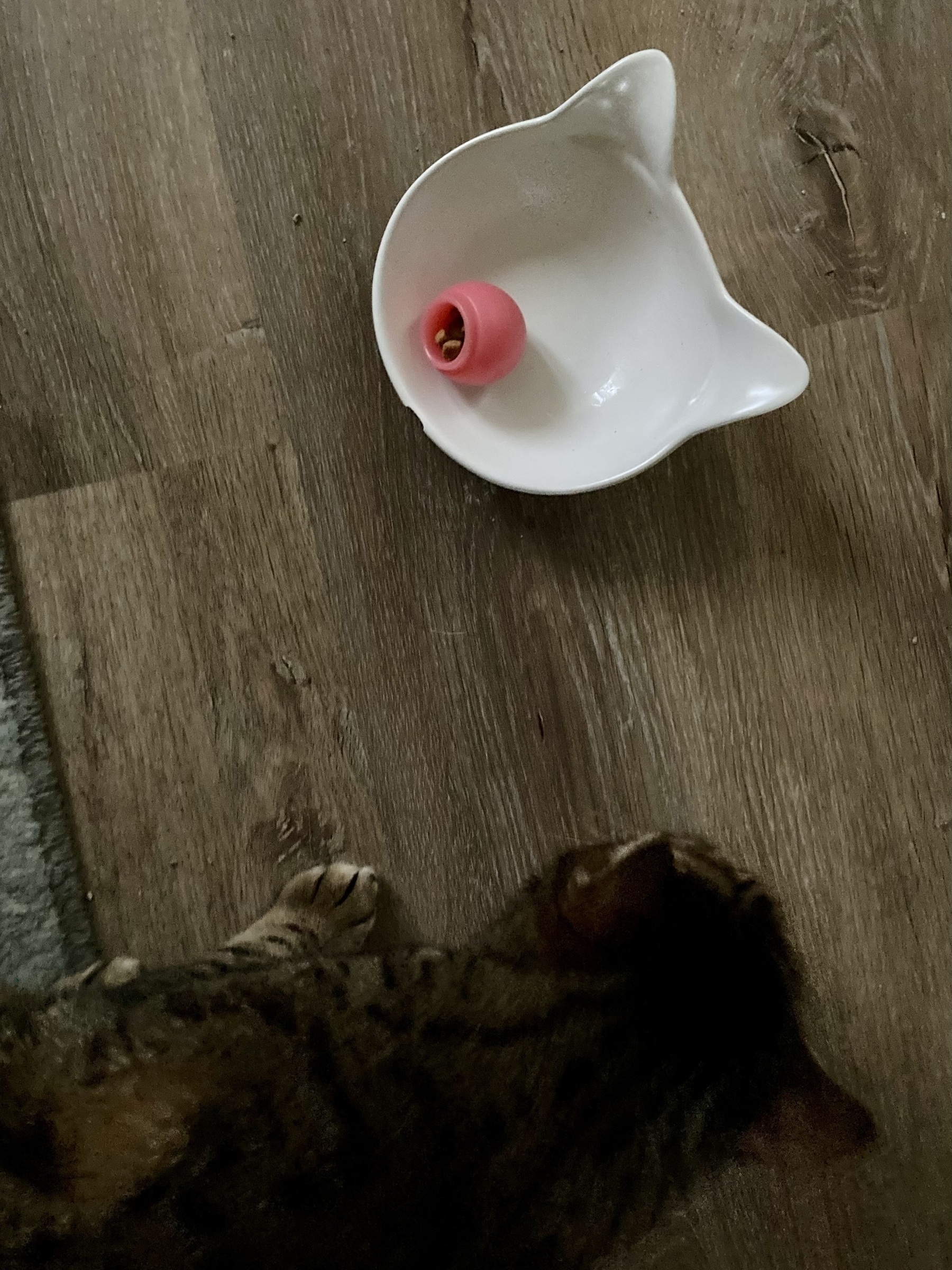 Cat eating with food hidden in a food bowl