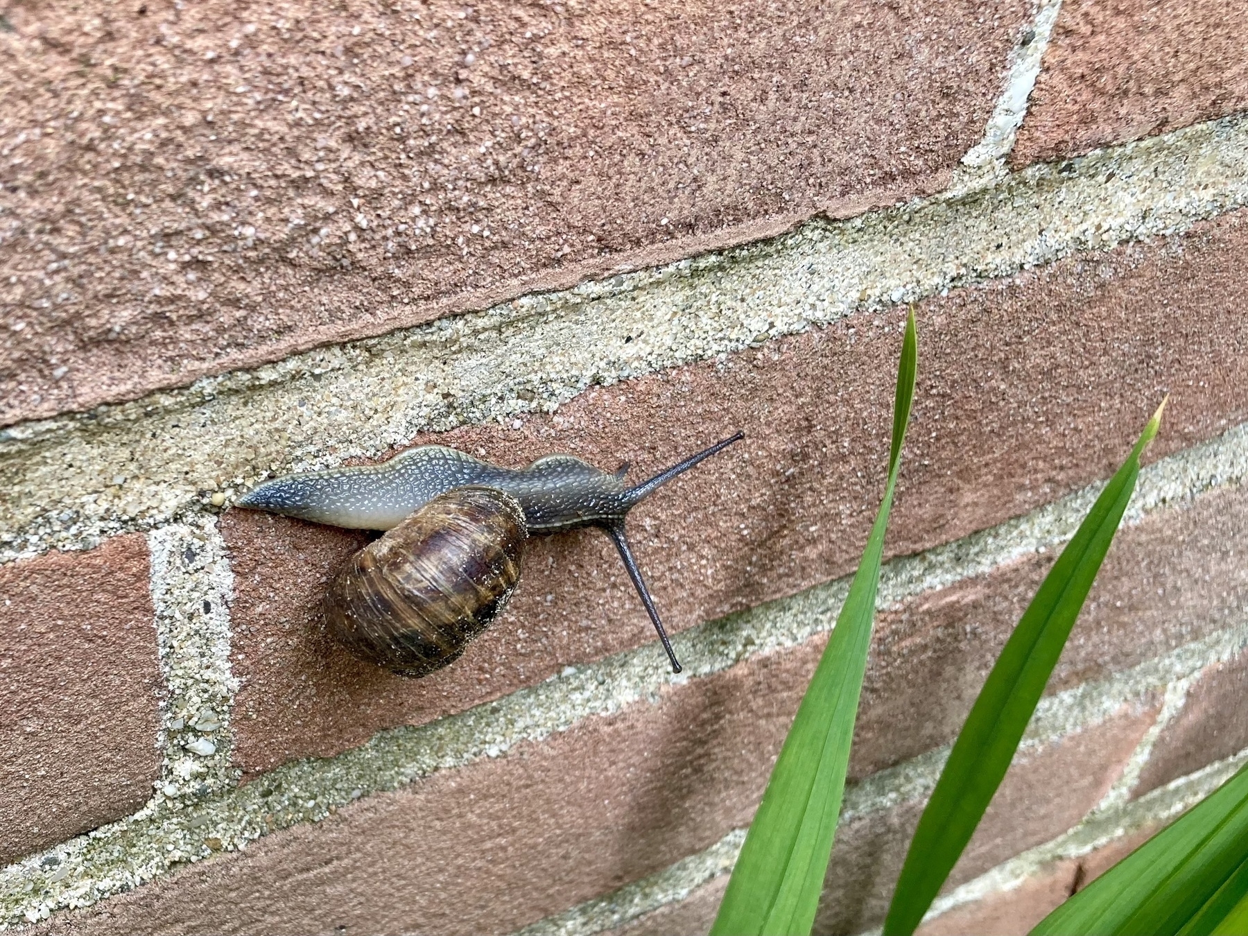 A snail is traversing a brick wall with its shell visible and part of a green plant leaf is peeking into the frame from the bottom right corner.