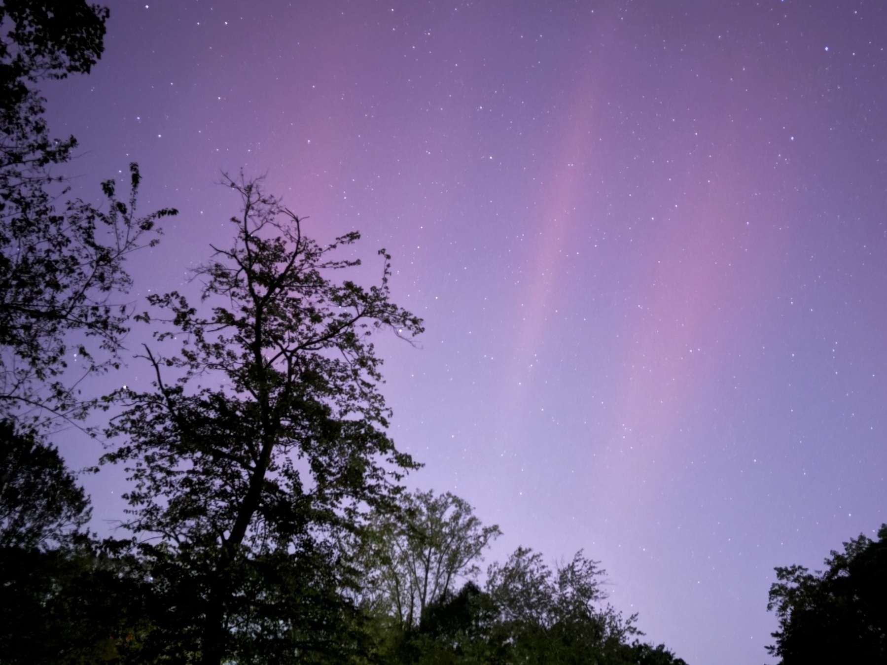 A purple and pink aurora in the sky framed by silhouettes of trees