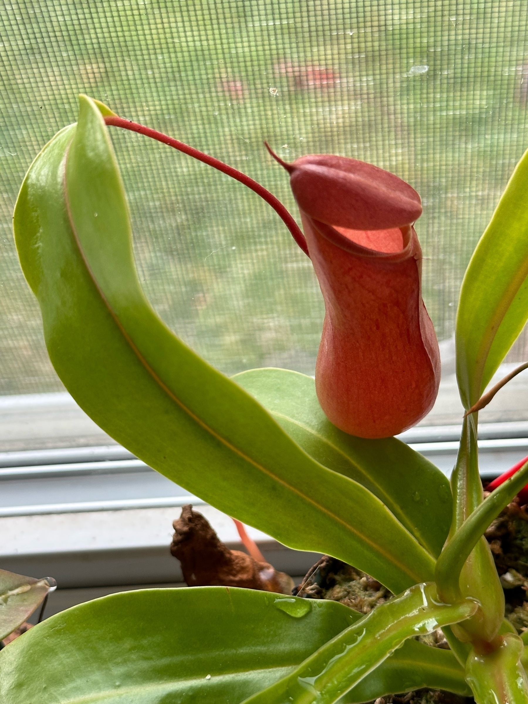 pitcher plant pitcher 