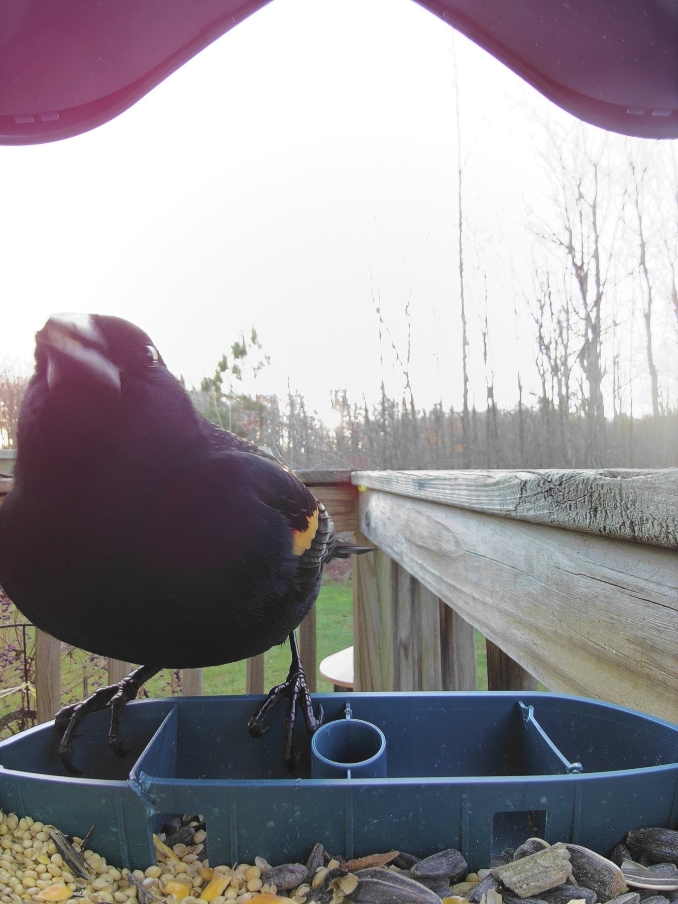 red-winged blackbird 
