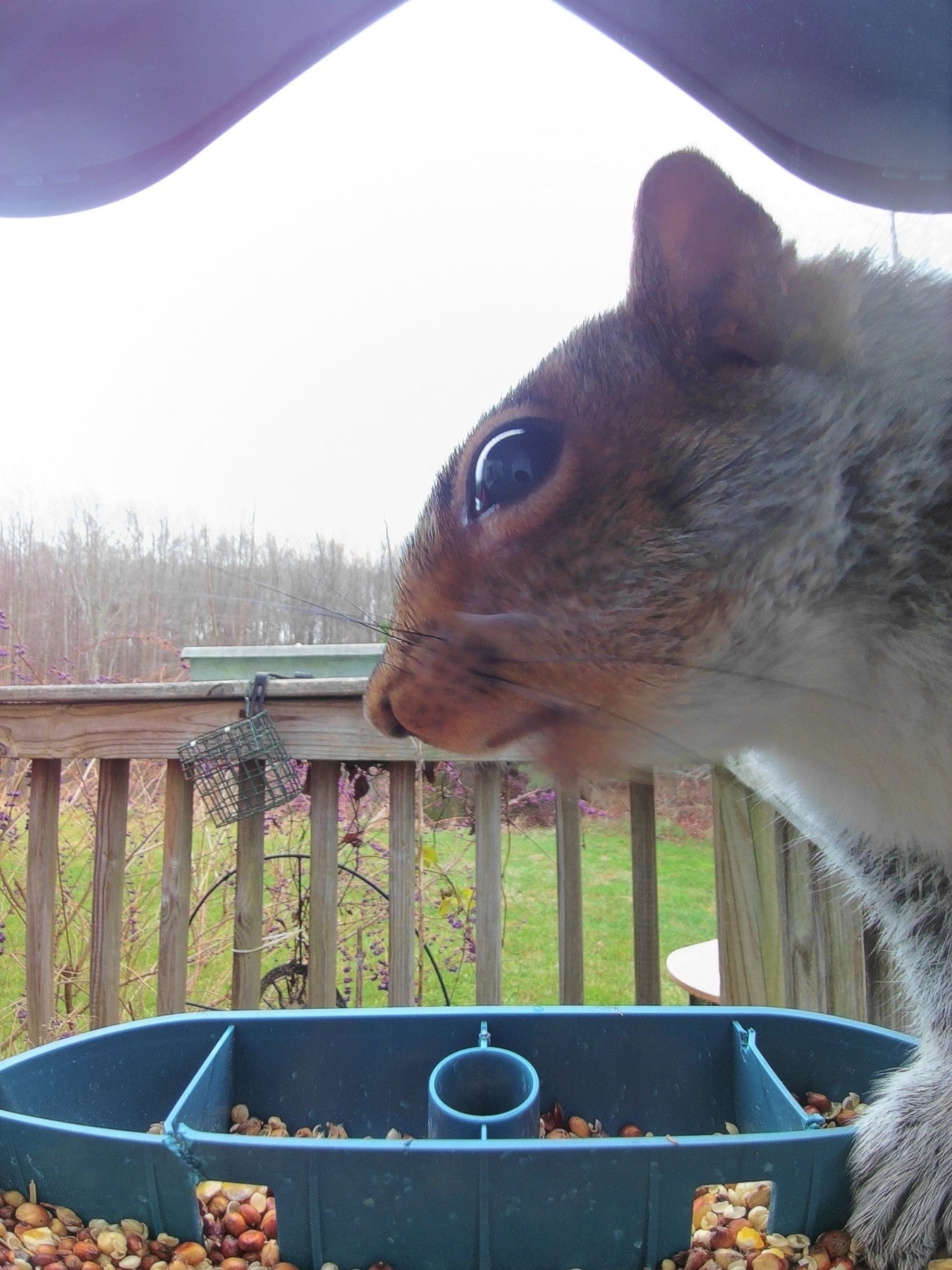 Squirrel ar bird feeder 