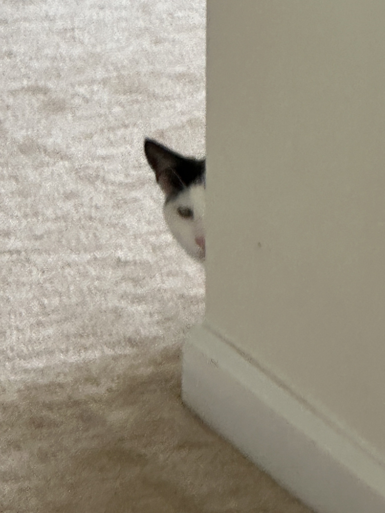 Cat peeking around the corner 