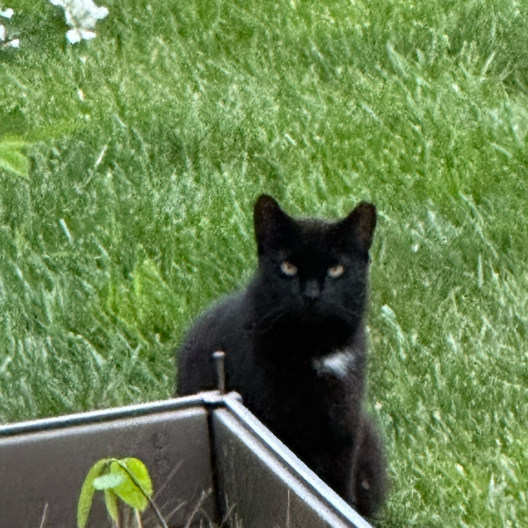 black cat with a white spot.