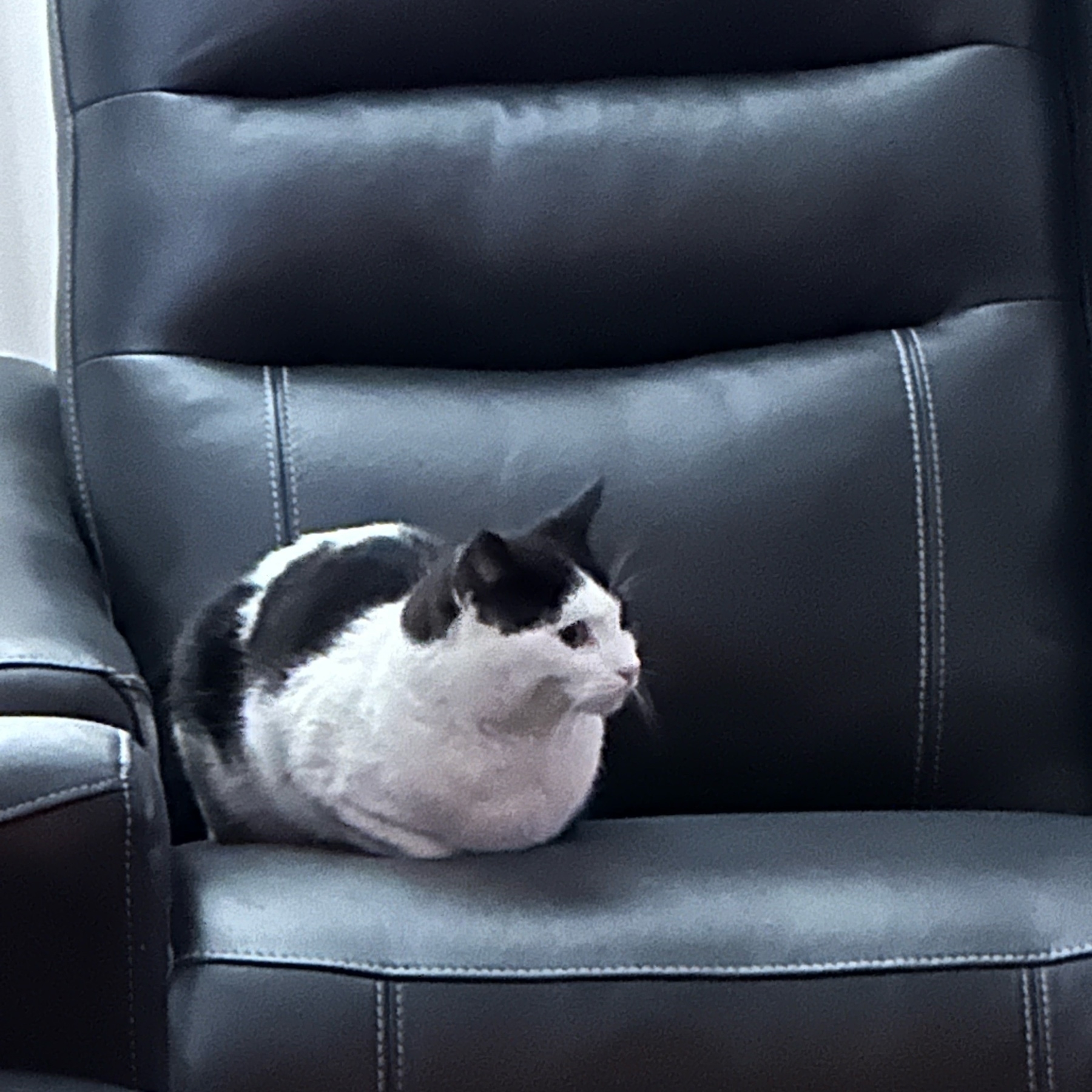 Cat on sofa.