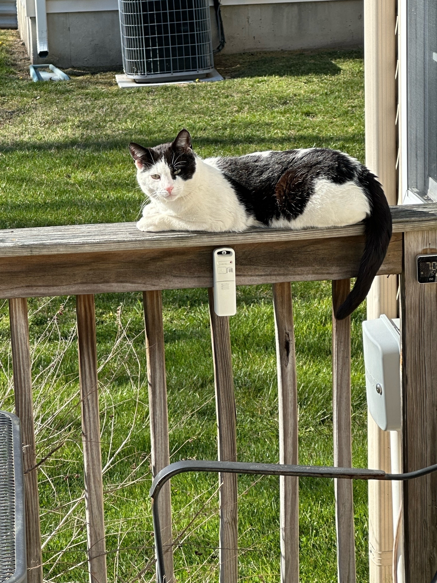 cat on deck