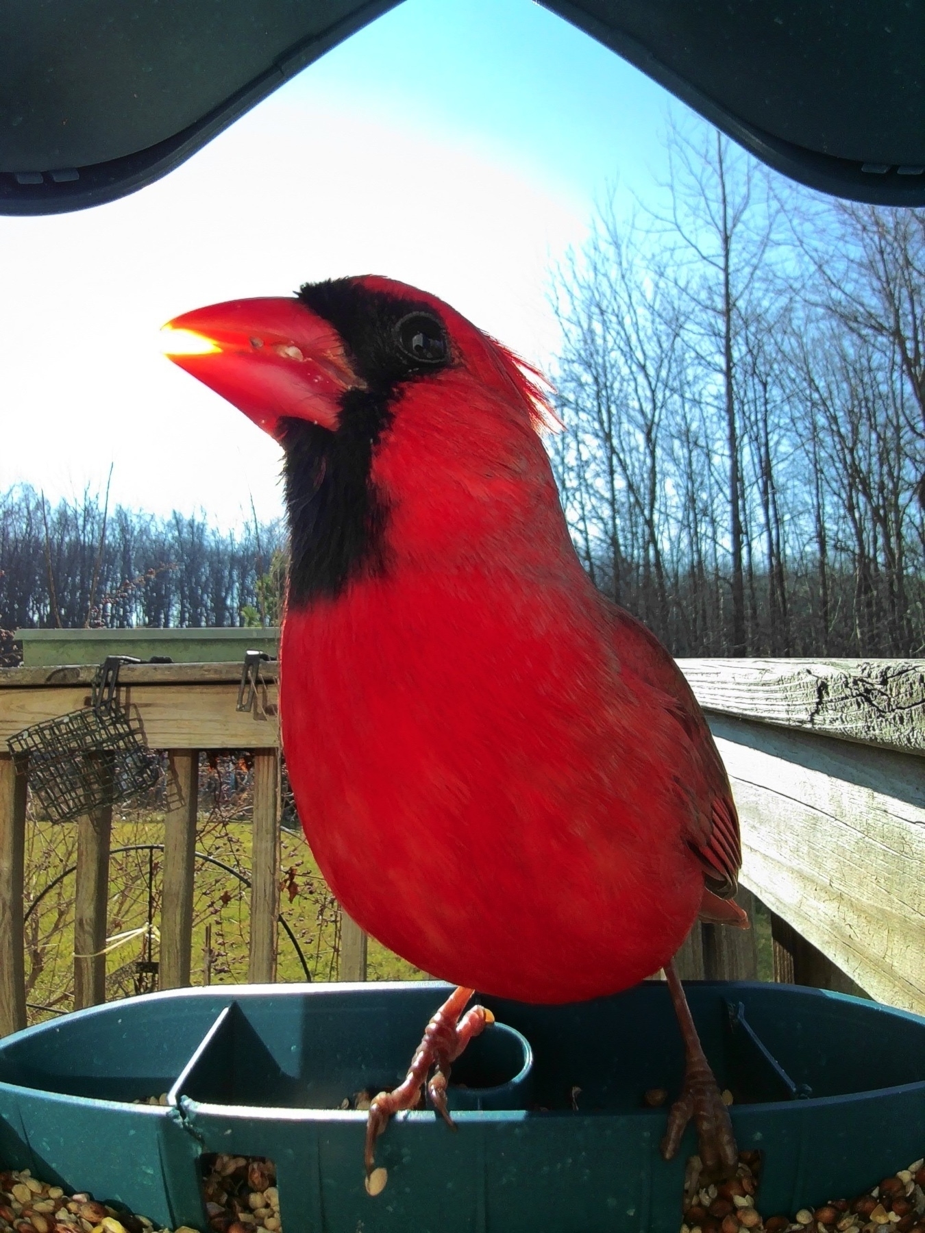 Northen Cardinal 
