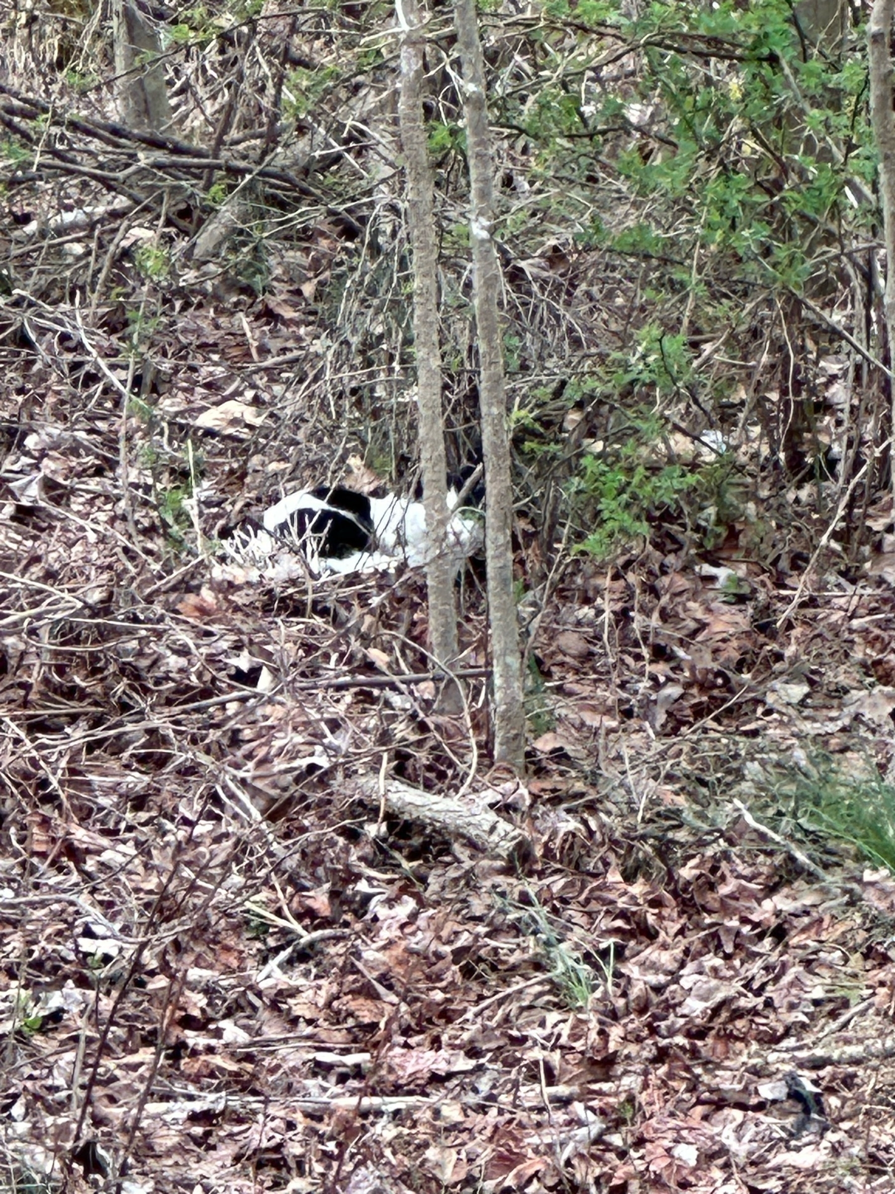 cat nesting in the woods