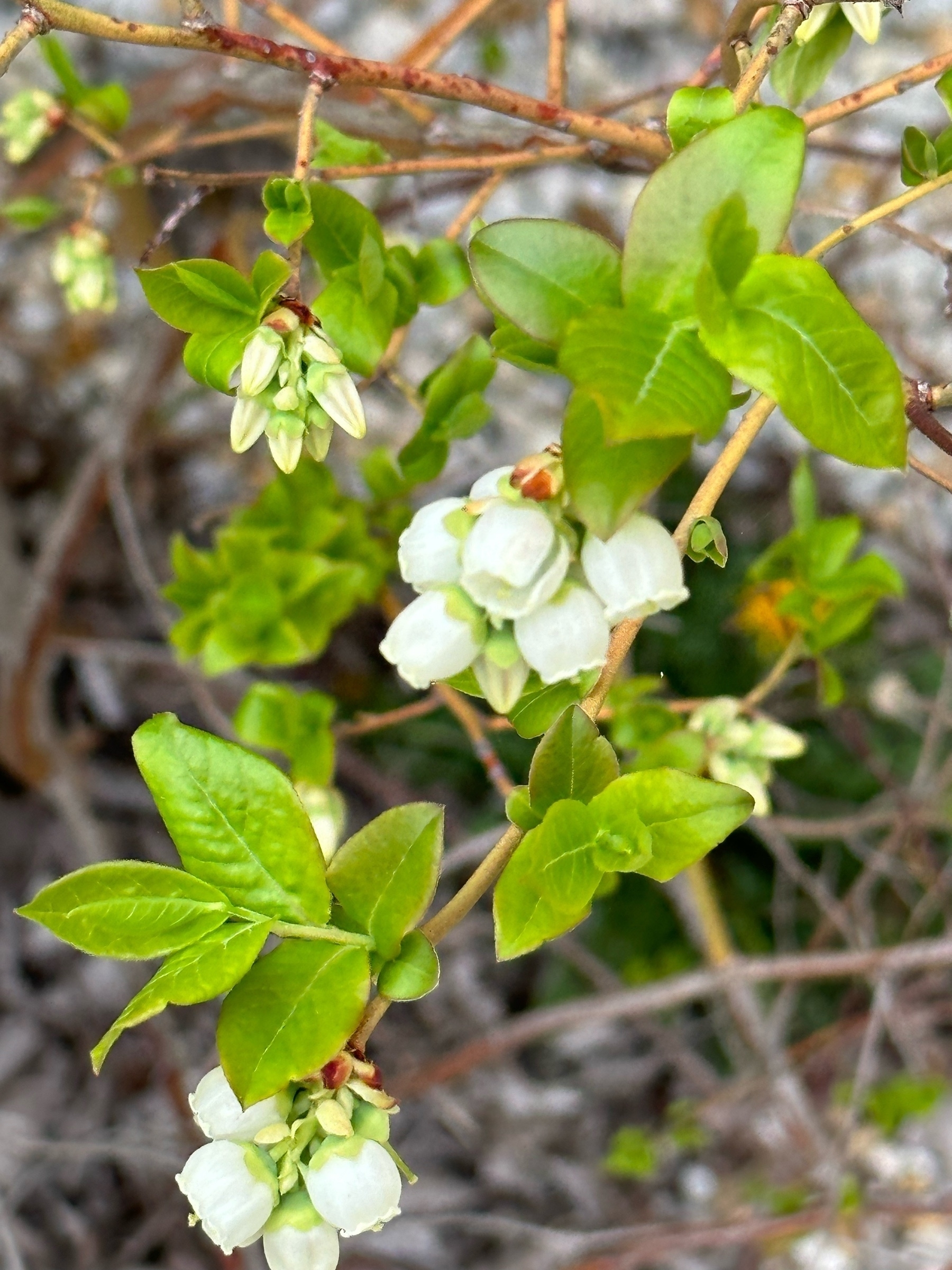 blueberry blossoms 