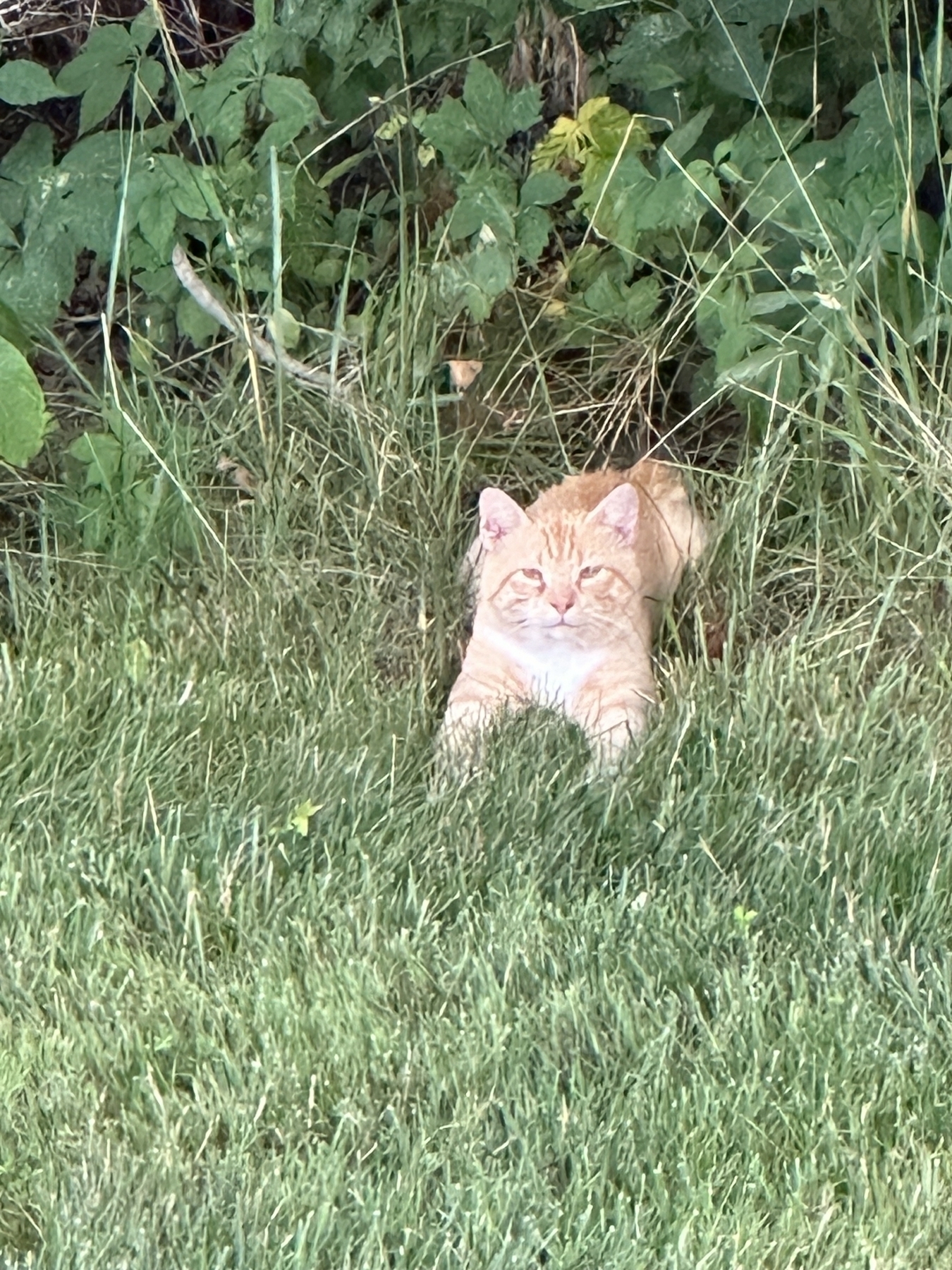 Cat in grass 