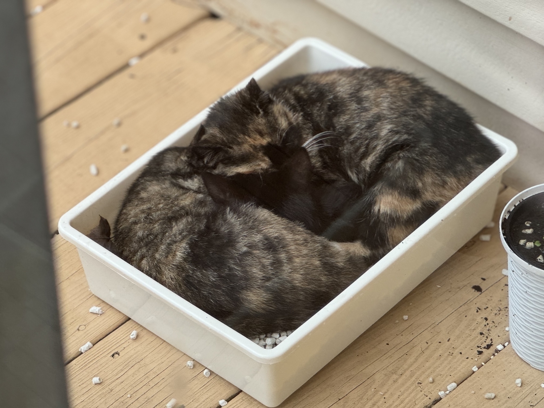 Kittens sleeping in a litterbox