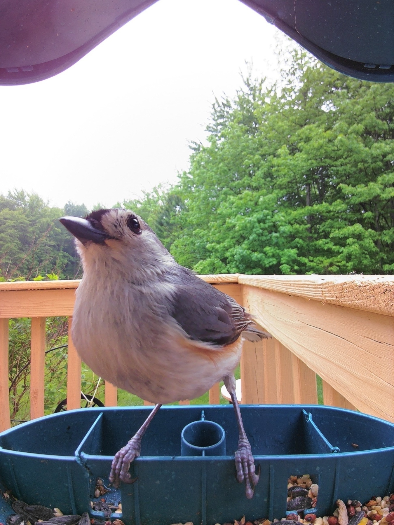 tufted titmouse 