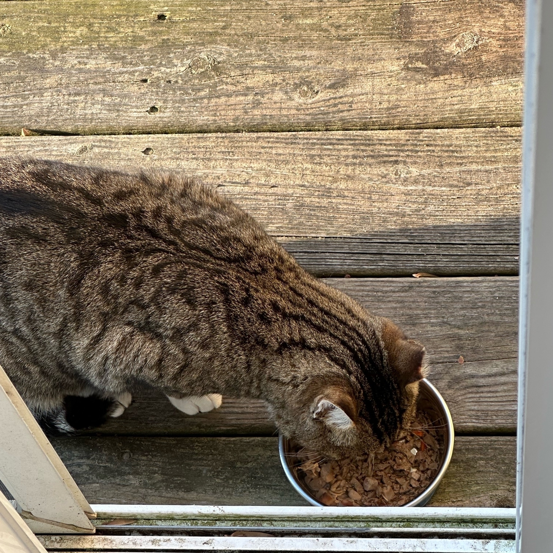 feral cat eating