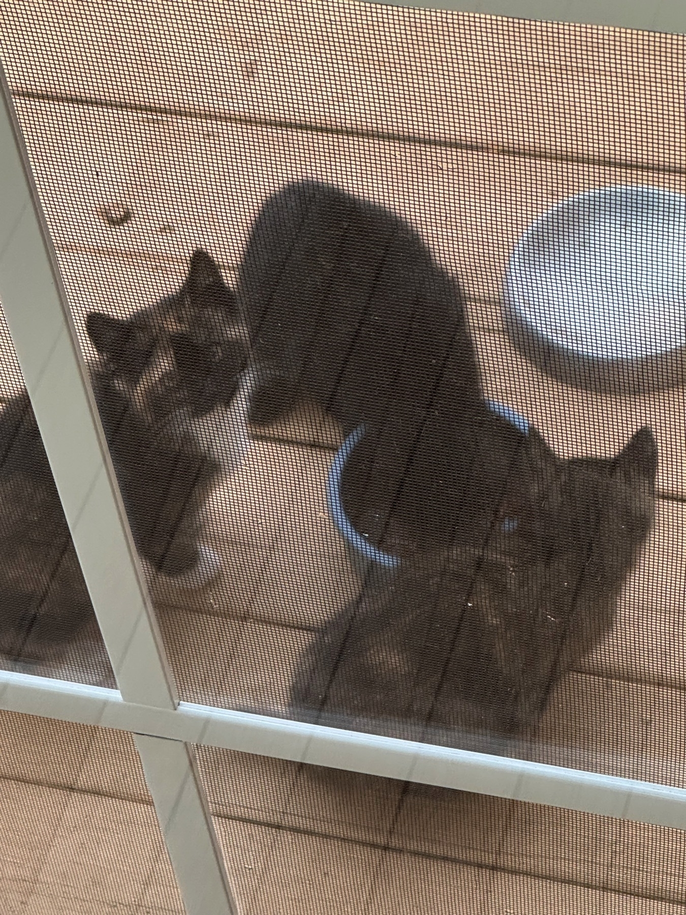 3 kittens eating