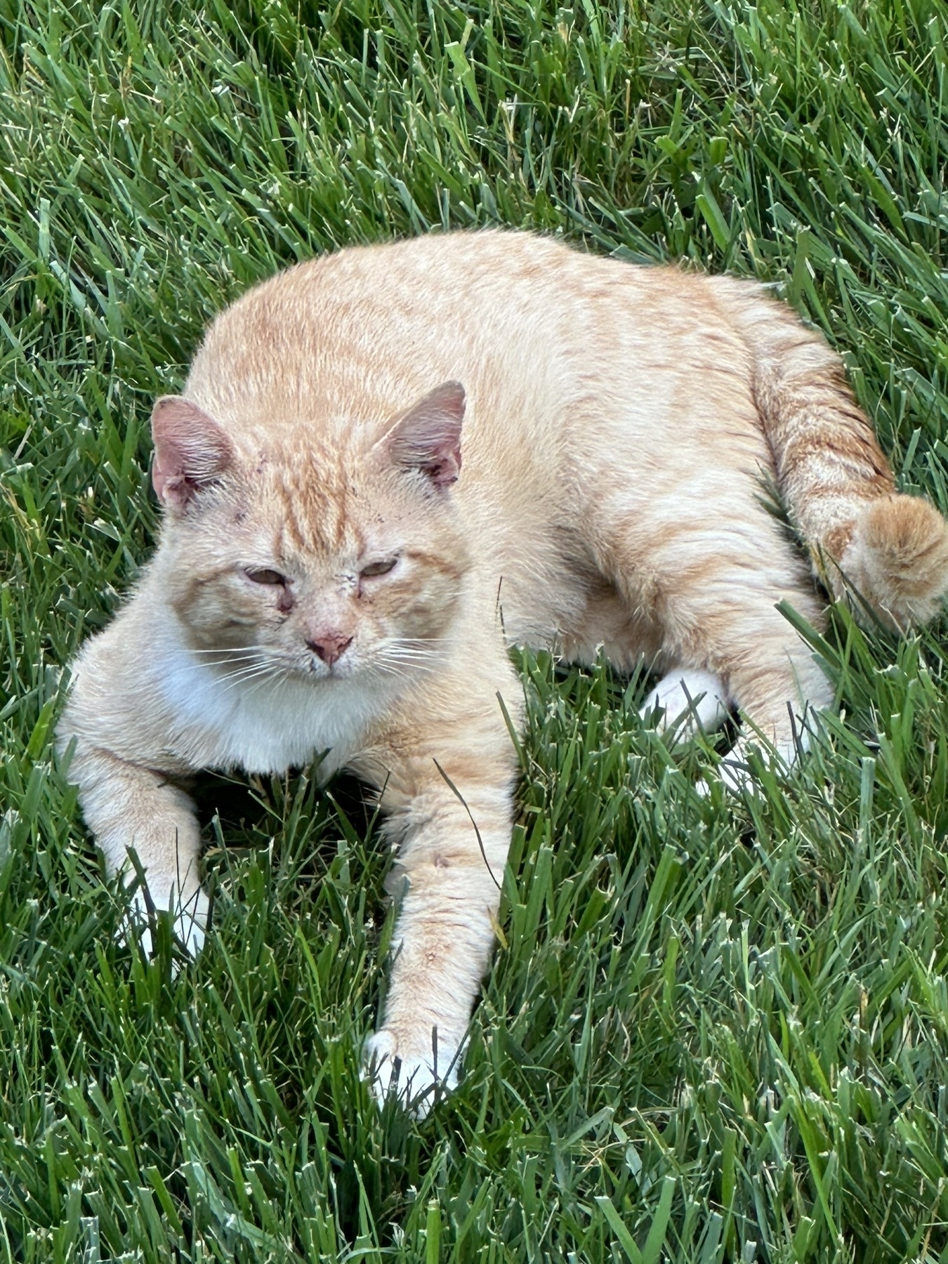 Cat on grass 