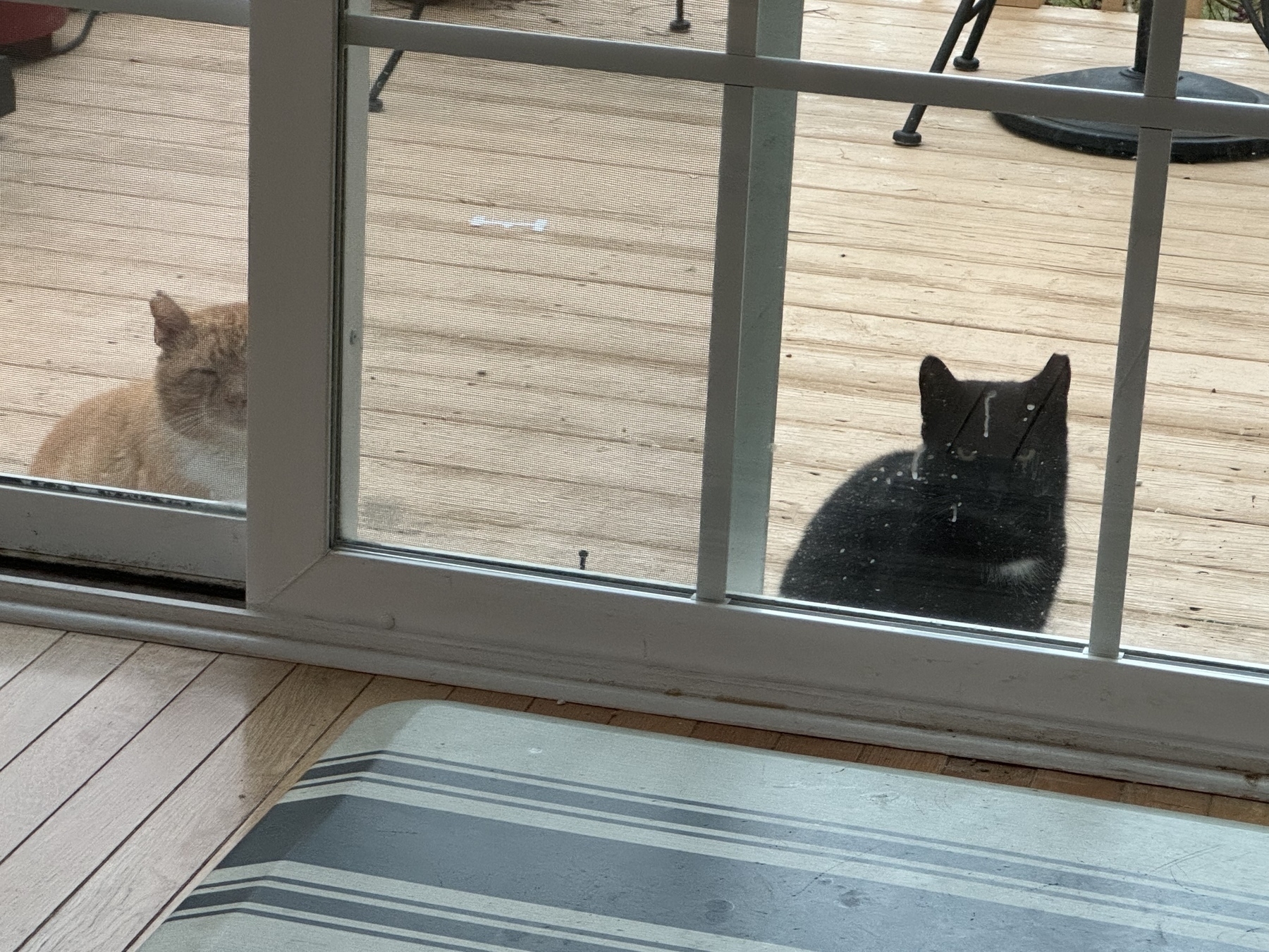 Feral cats on deck