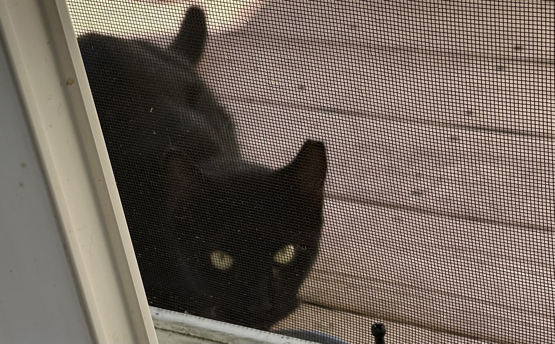 Black cat on deck 