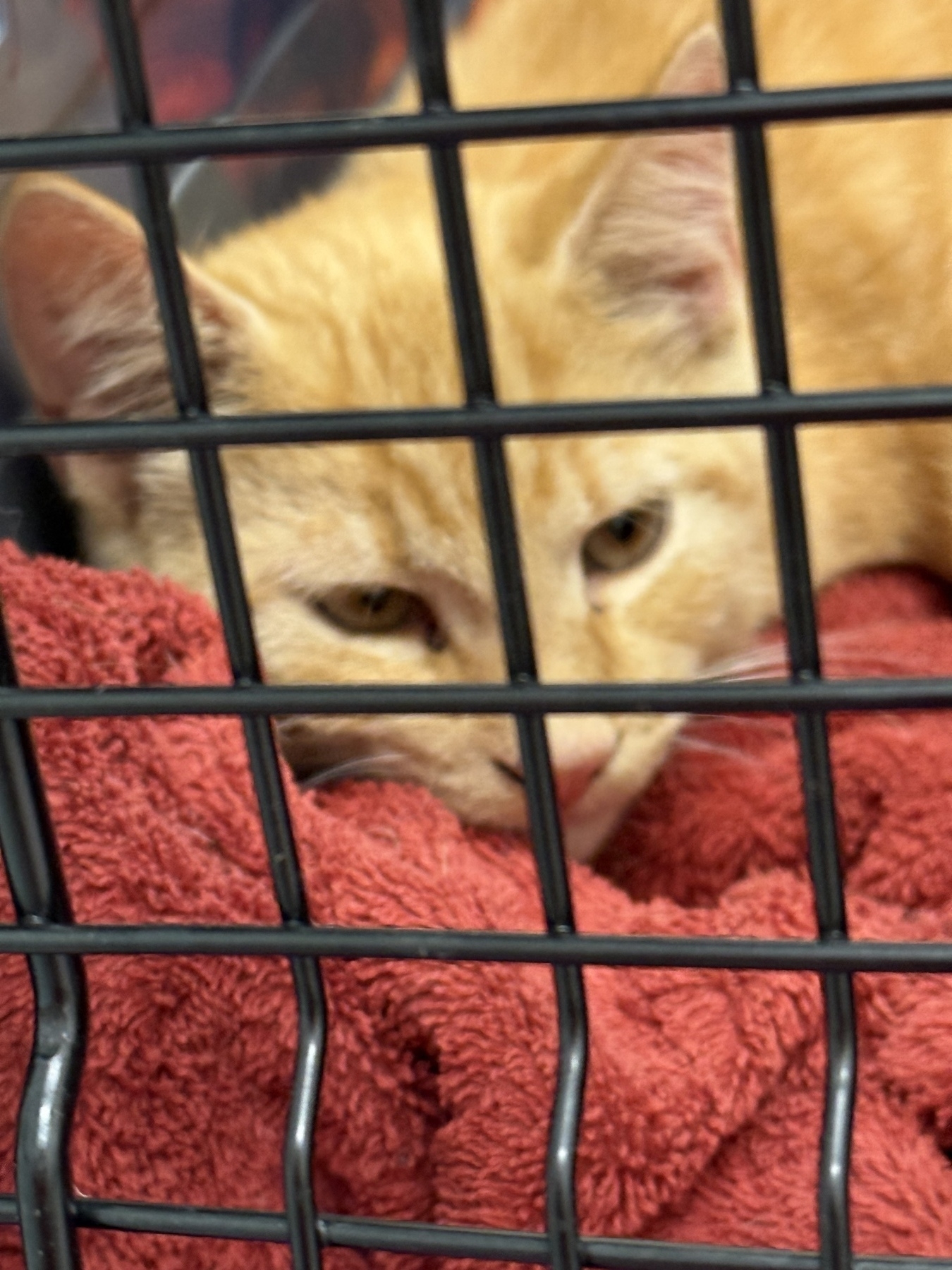 Kitten in crate 