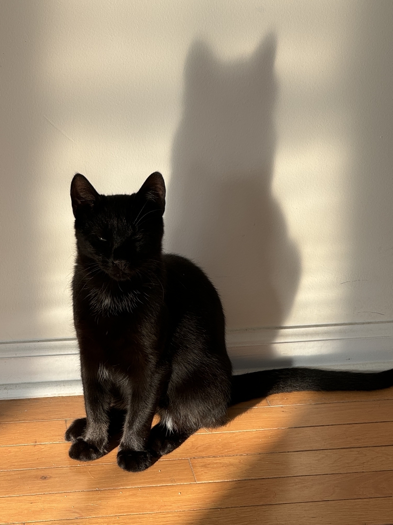 The shadow of a cat