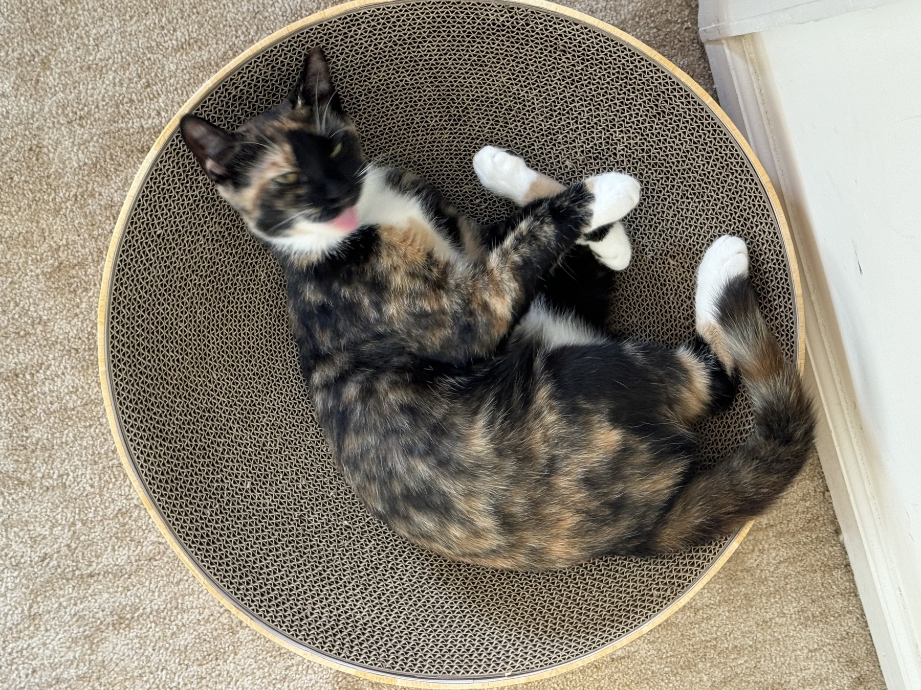 Kitten with its tongue out, lounging in a cat bed.