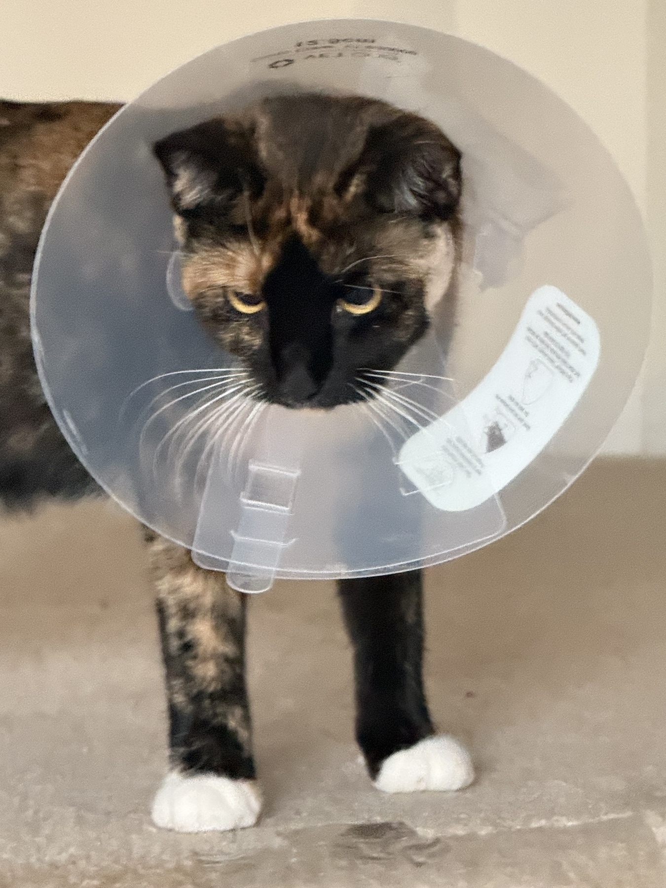 Cat and cone.