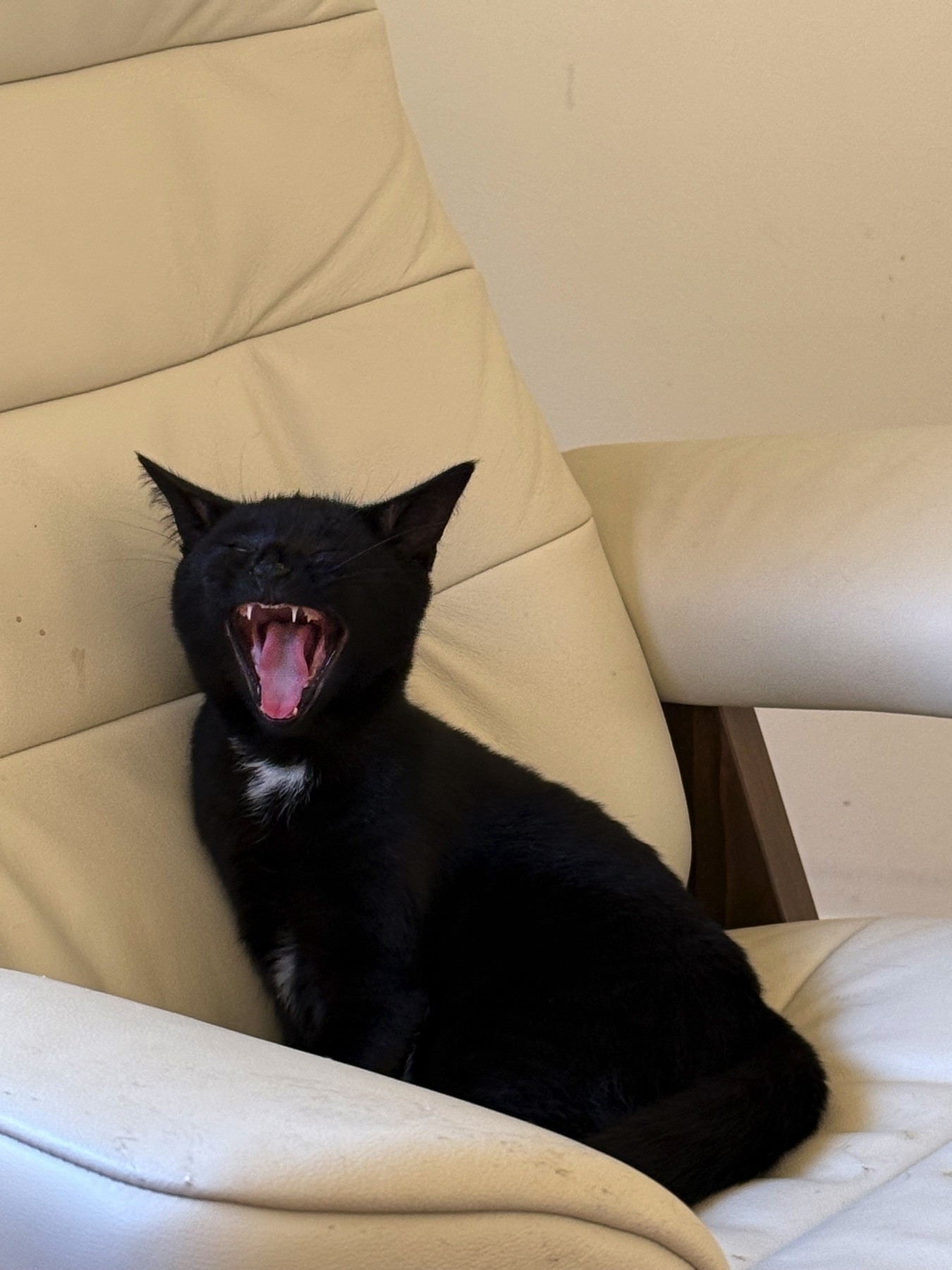 Yawning kitten