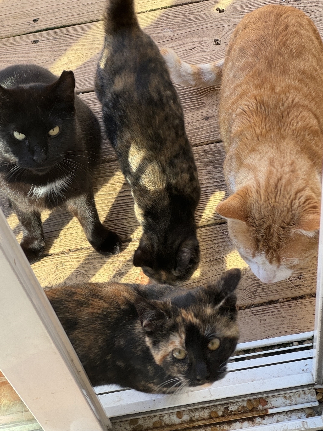 Cats at the door.