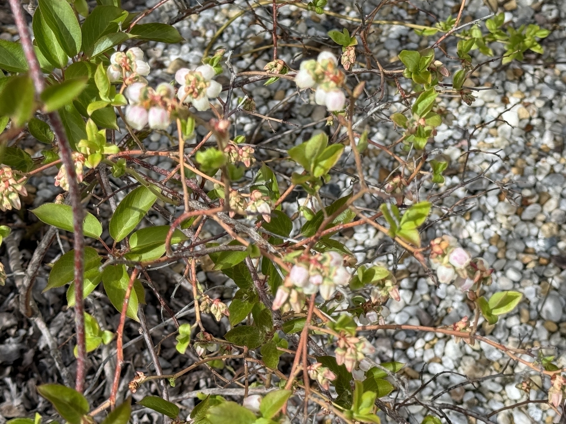 Bush with blossoms