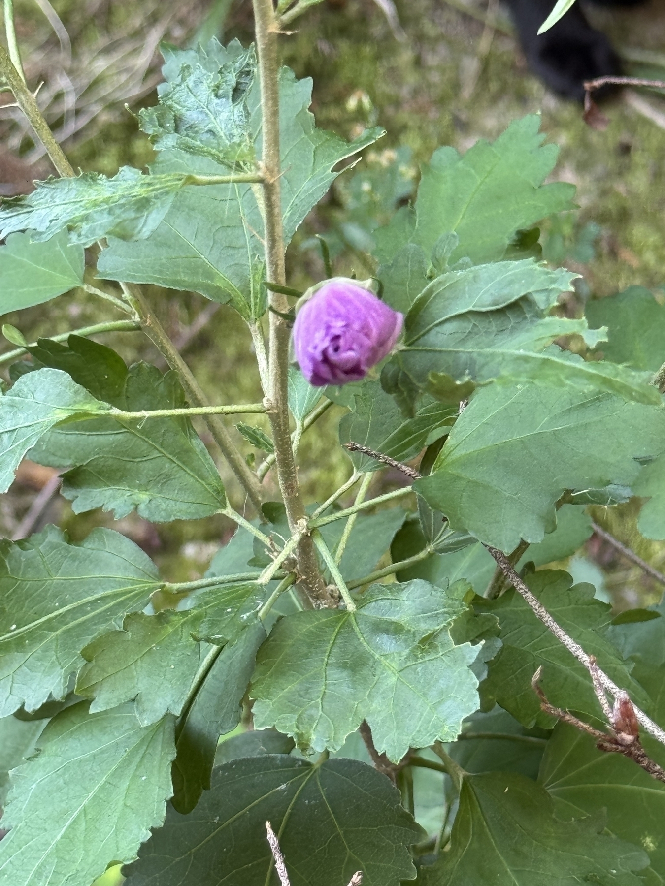 Hibiscus in bud. 