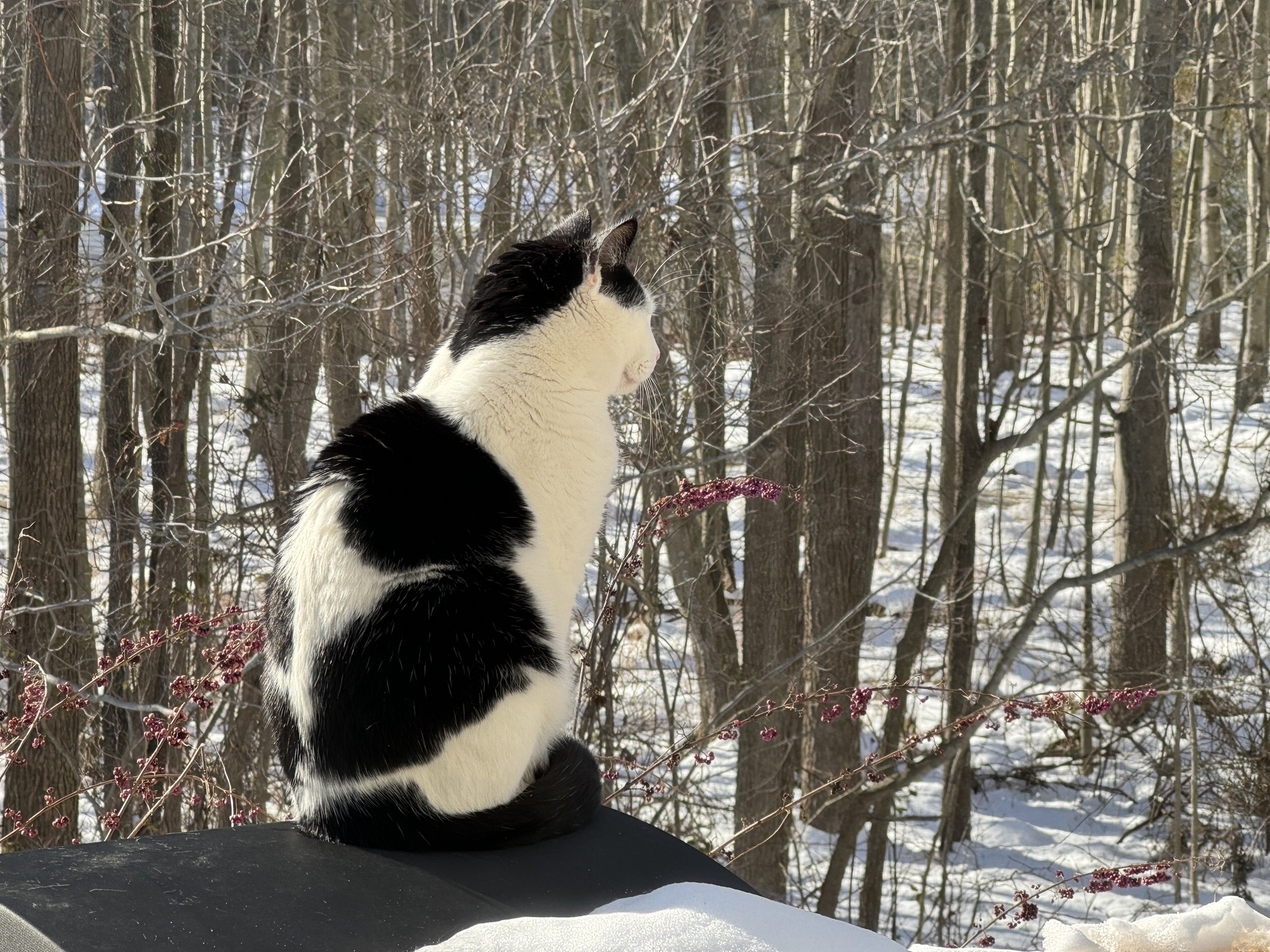 Cat looking out at the snow 