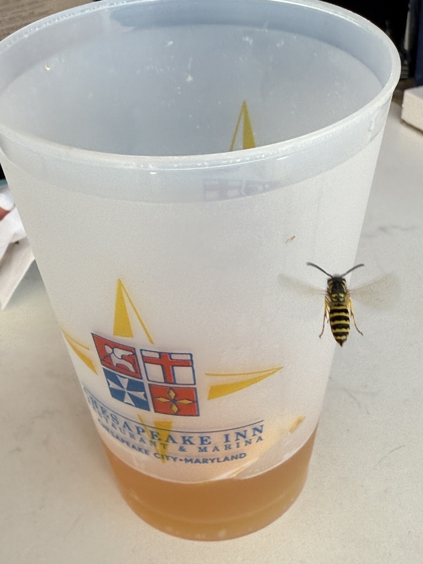 Yellow jacket on a plastic cup. 