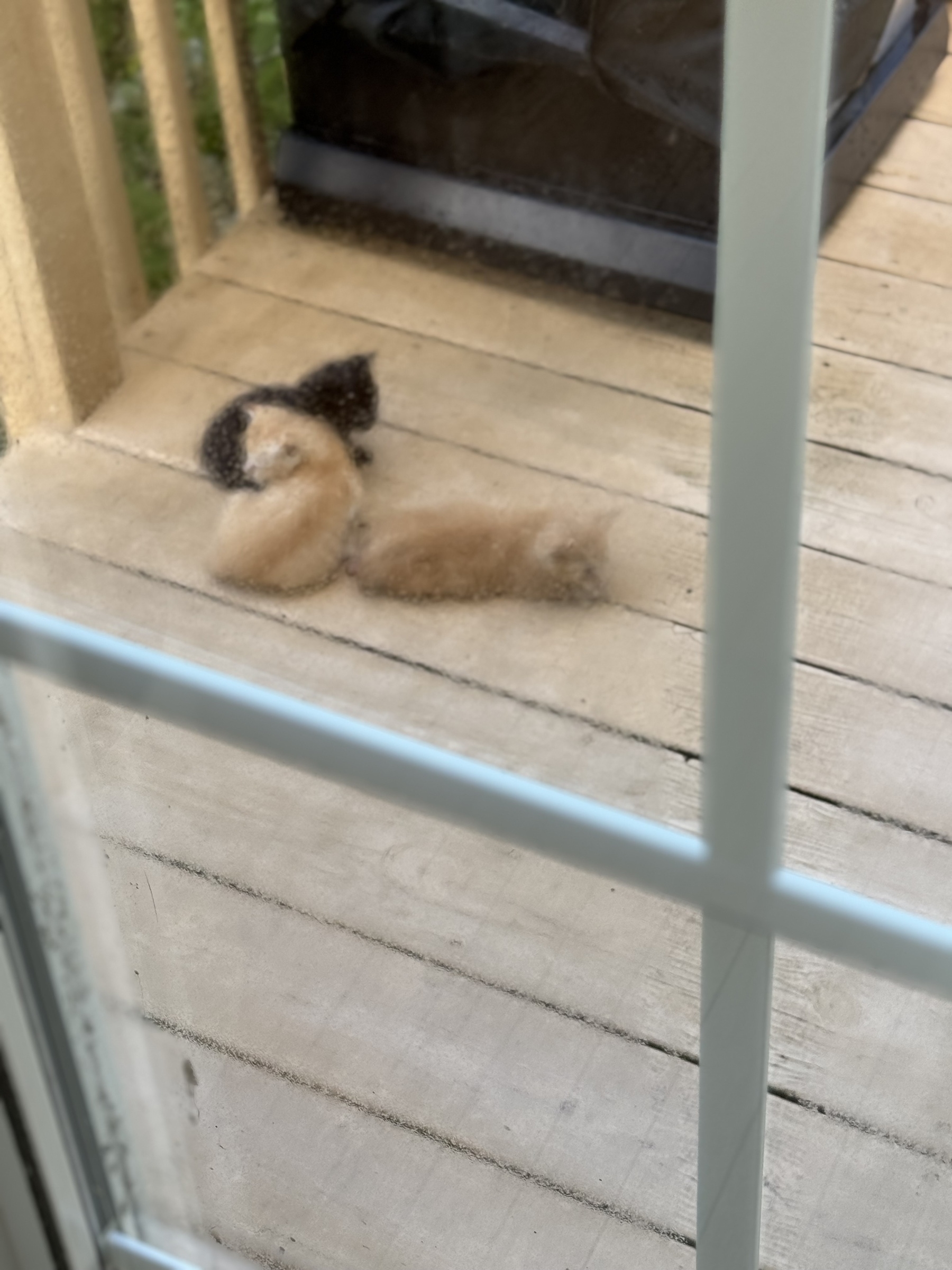 3 kittens on the deck 