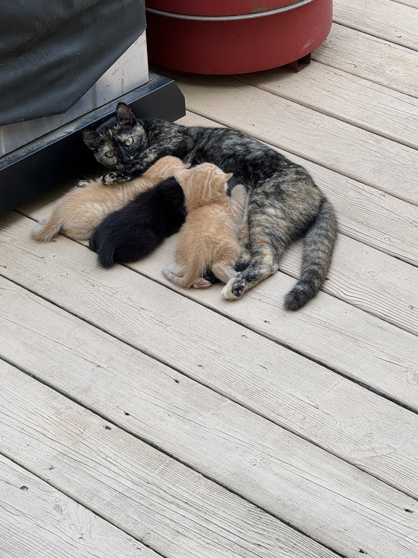 Mom and three kittens