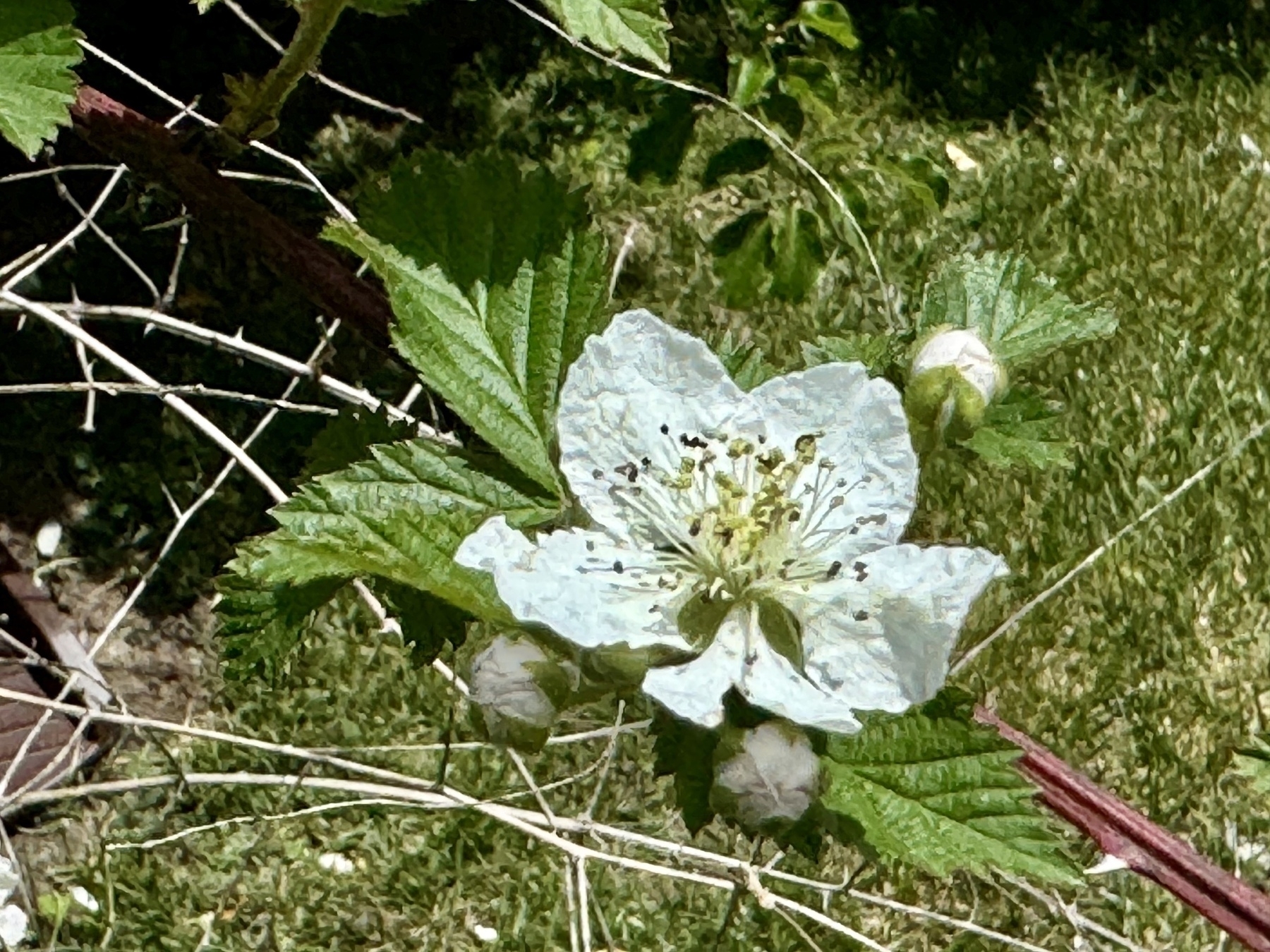 Wild black raspberry blossom.