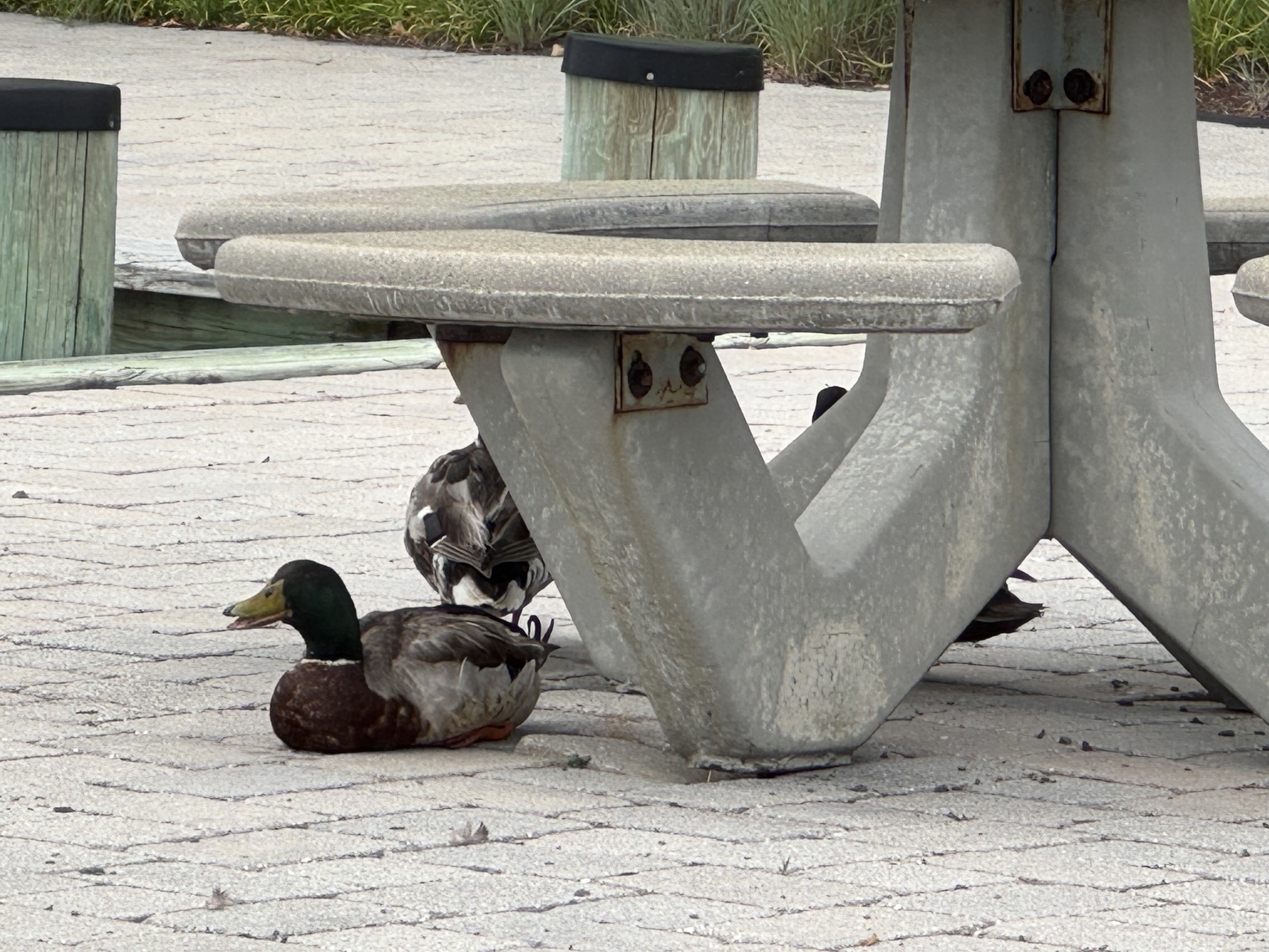 Ducks getting shade under a concrete table. 