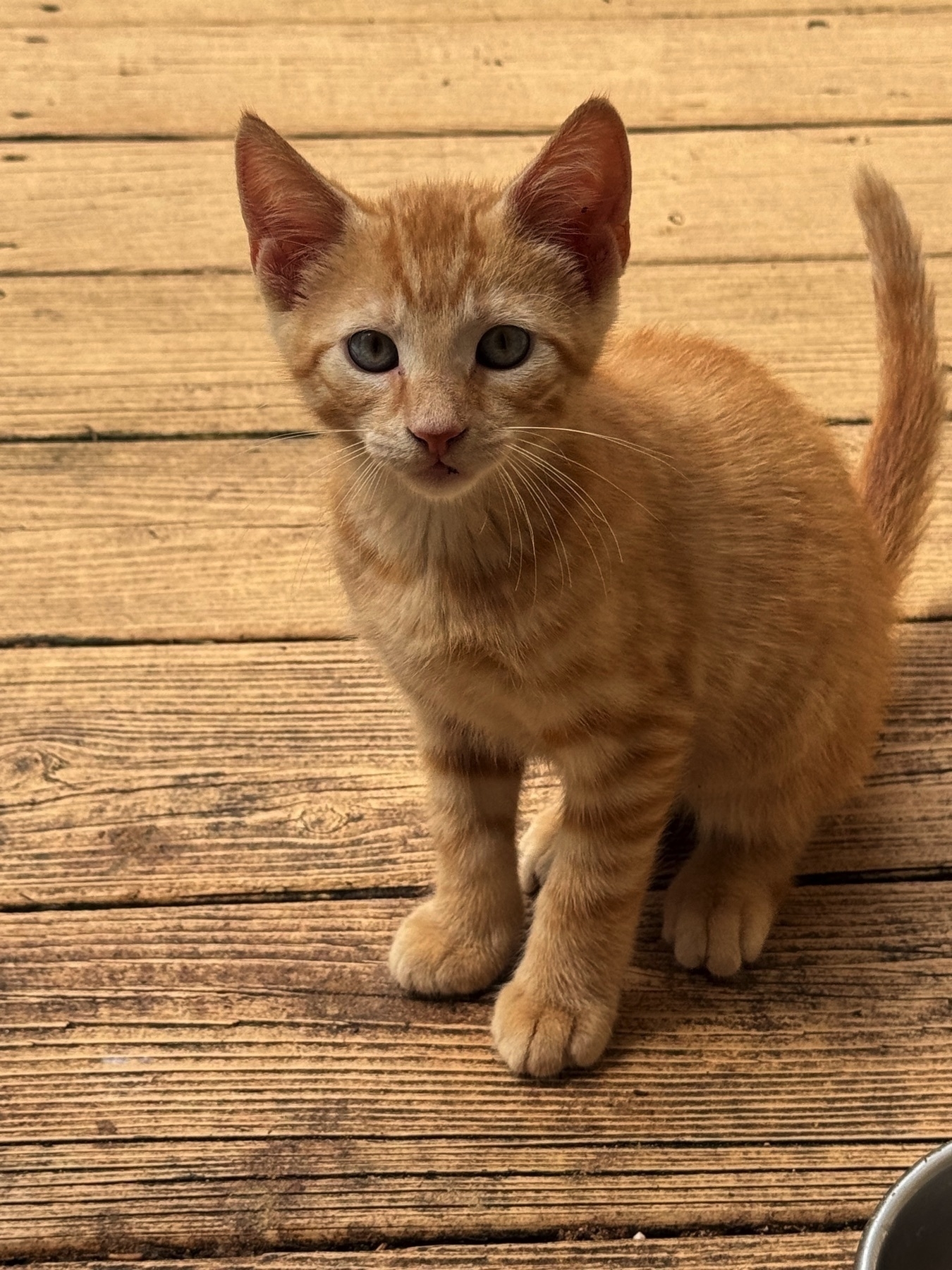 Peach kitten