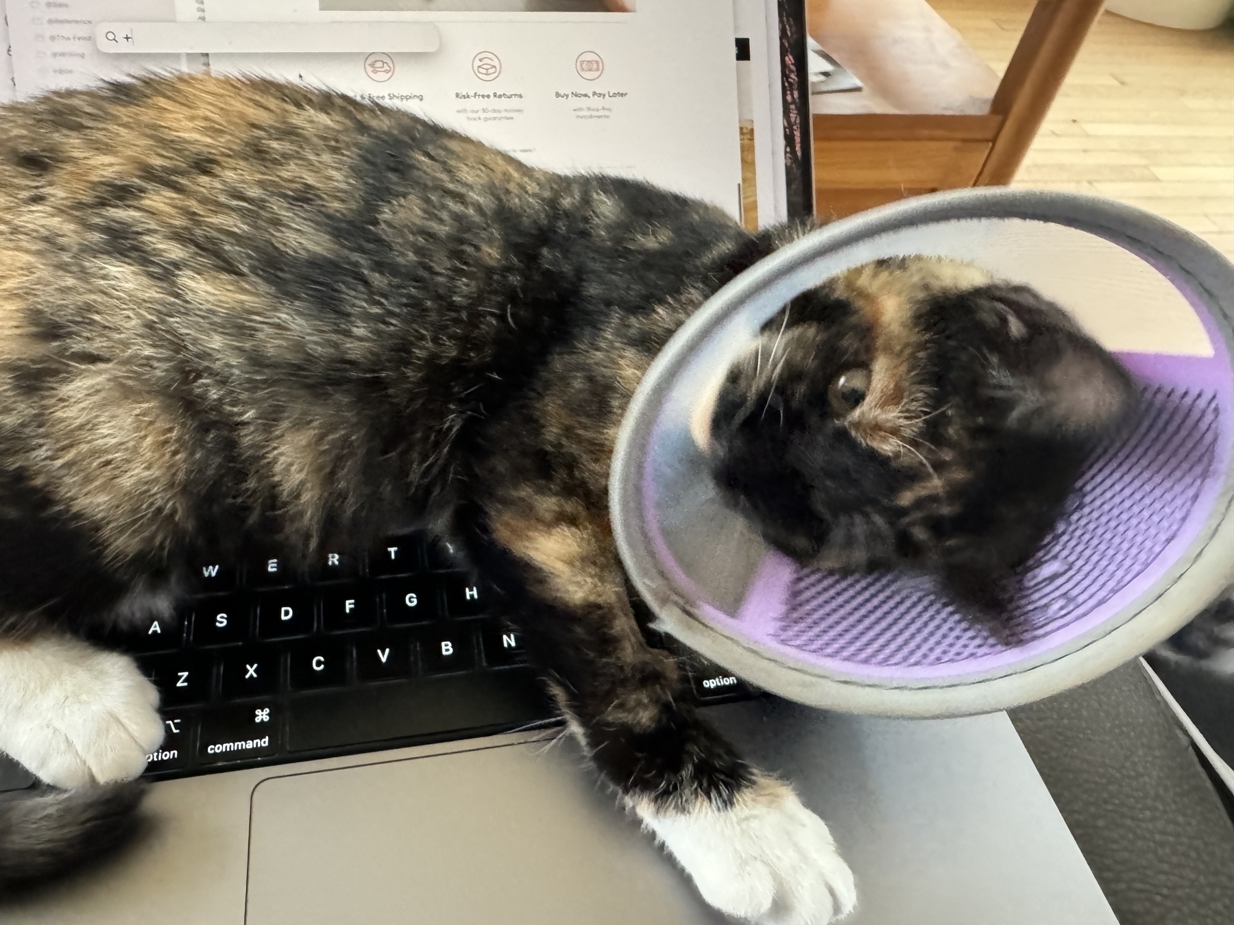 Cat in collar on keyboard 
