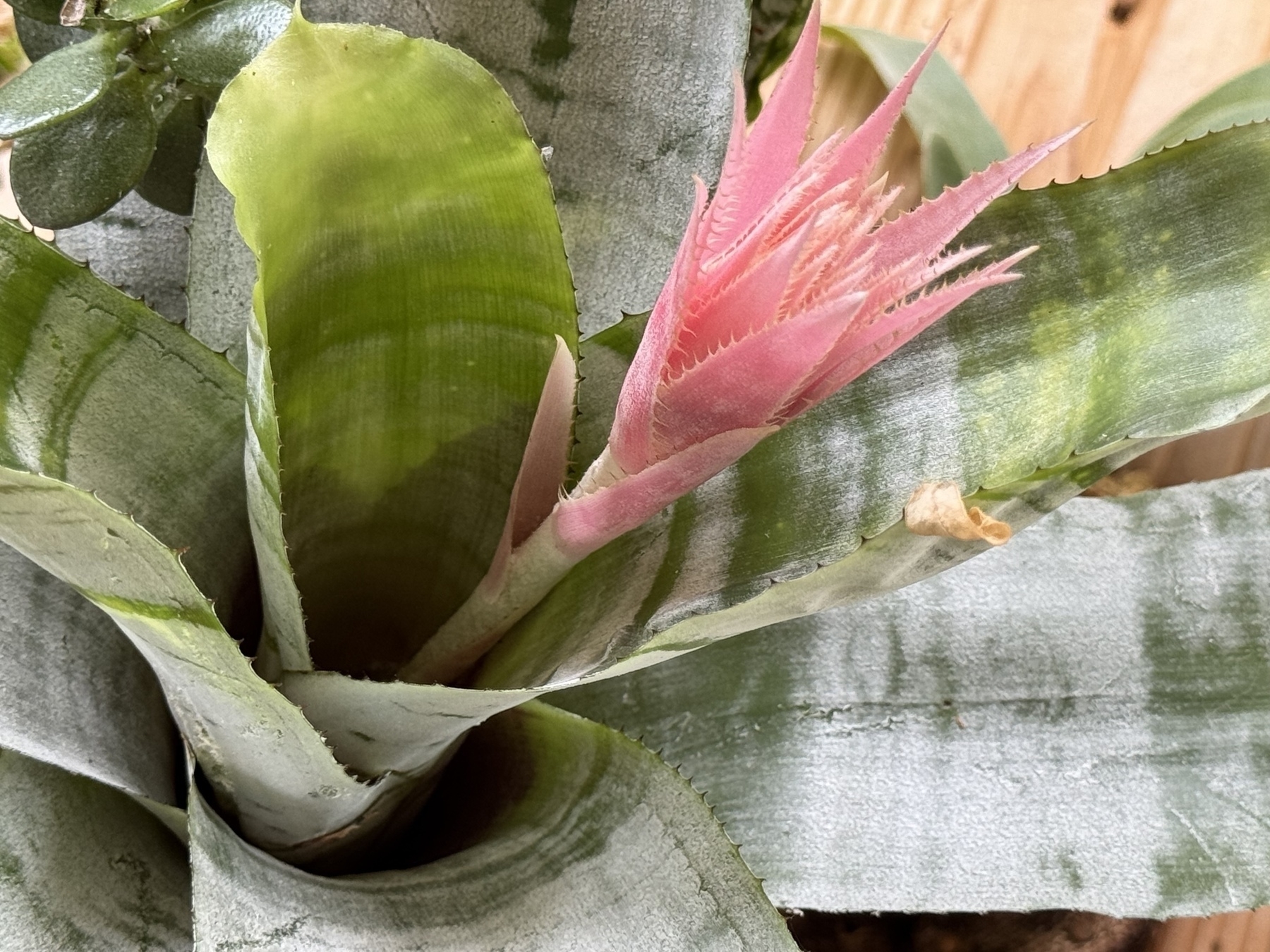 Pink flower spike. 