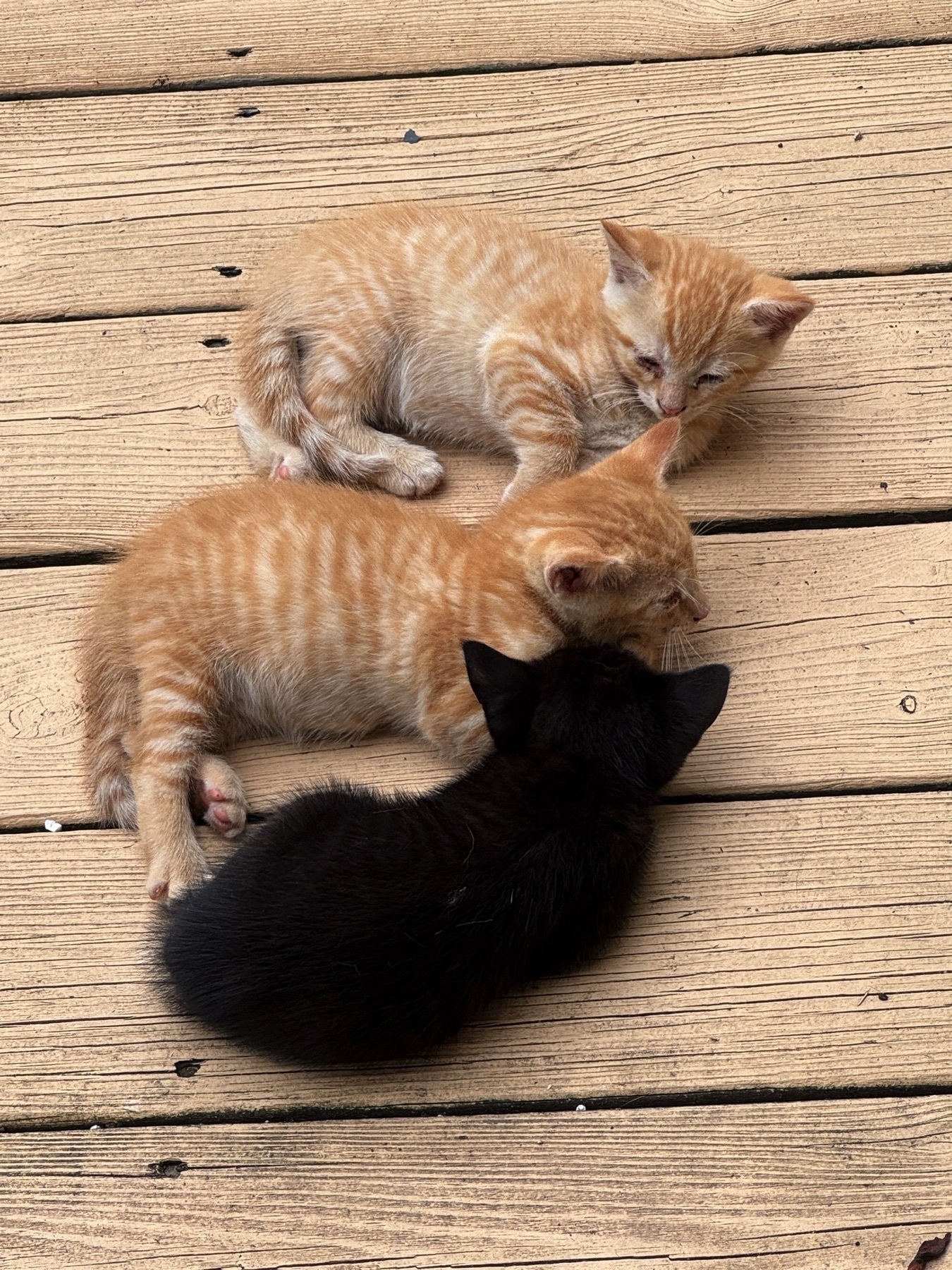 Two orange and one black Bombay kitten.